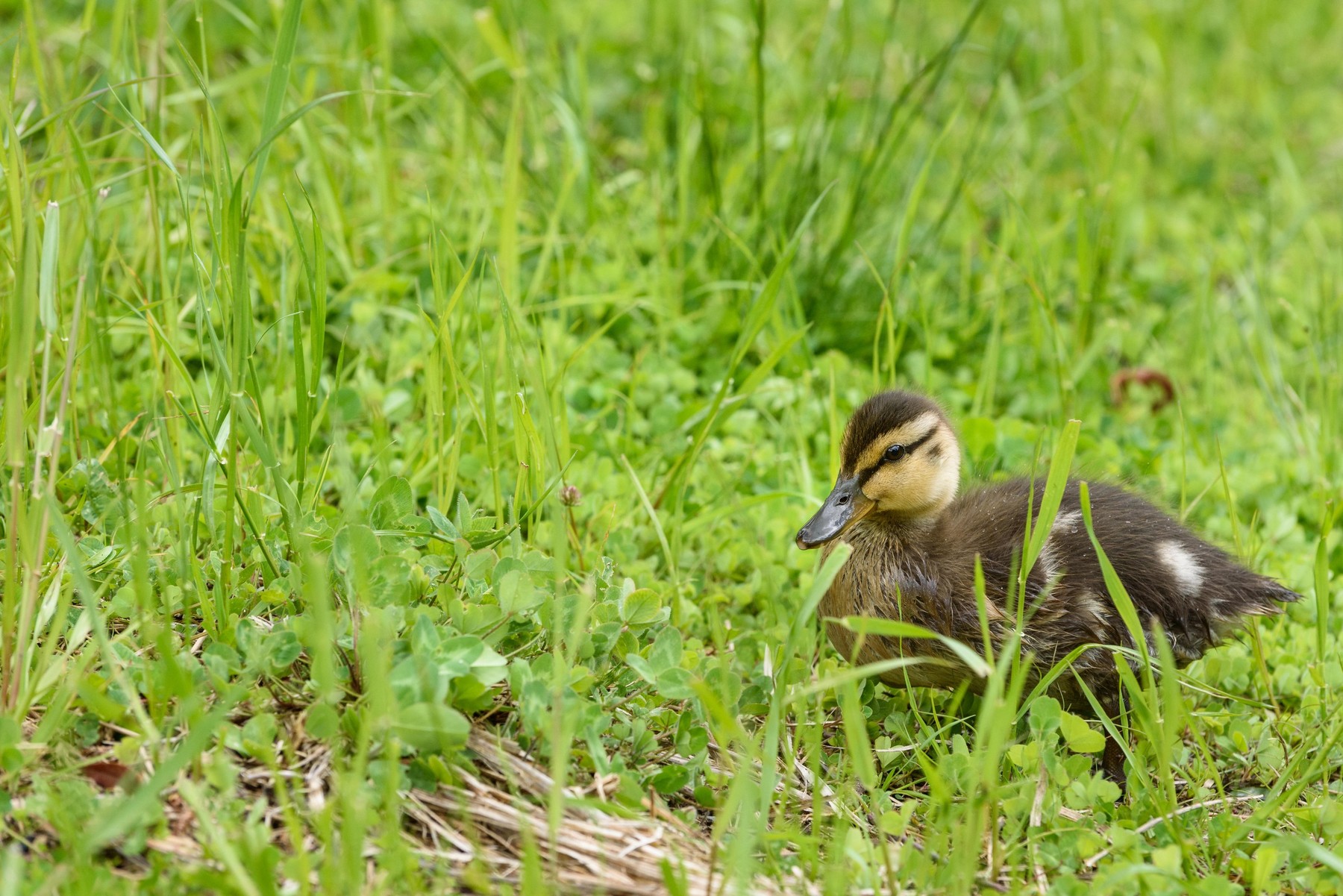 Image: 345328592, License: Royalty-free, Restrictions: , Model Release: no, Credit line: Kim Nelson / Alamy / Alamy / Profimedia