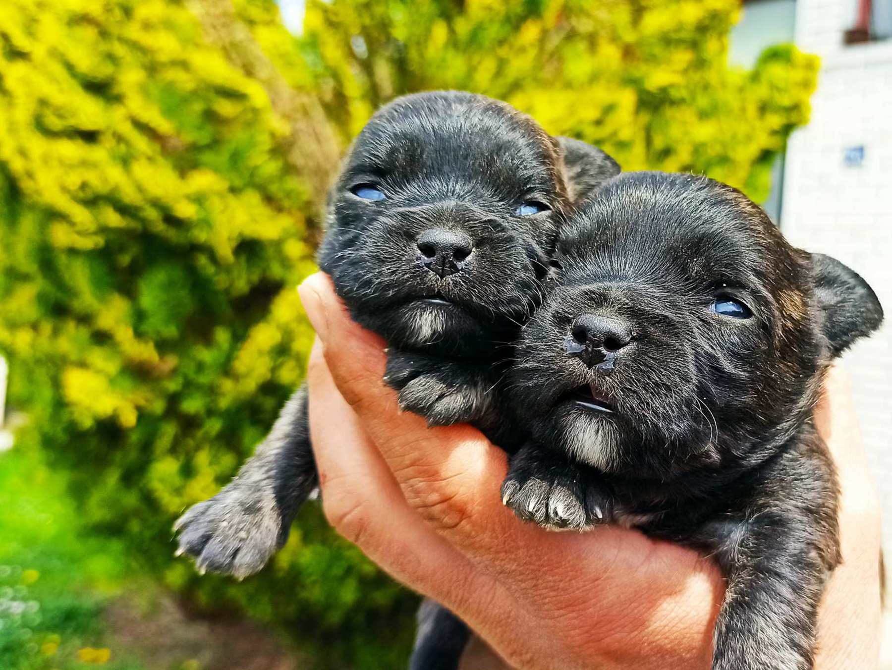 Bojan Đokić iz Gornjeg Milanovca, ima odgajivačnicu pasa