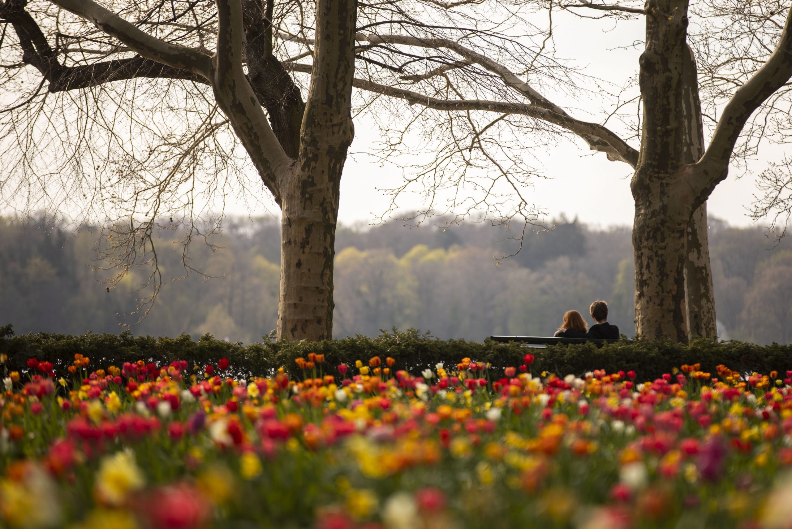 epa08367433 Tulips bloom at a park on a sunny day in Berlin, Germany, 16 April 2020.  EPA-EFE/OMER MESSINGER