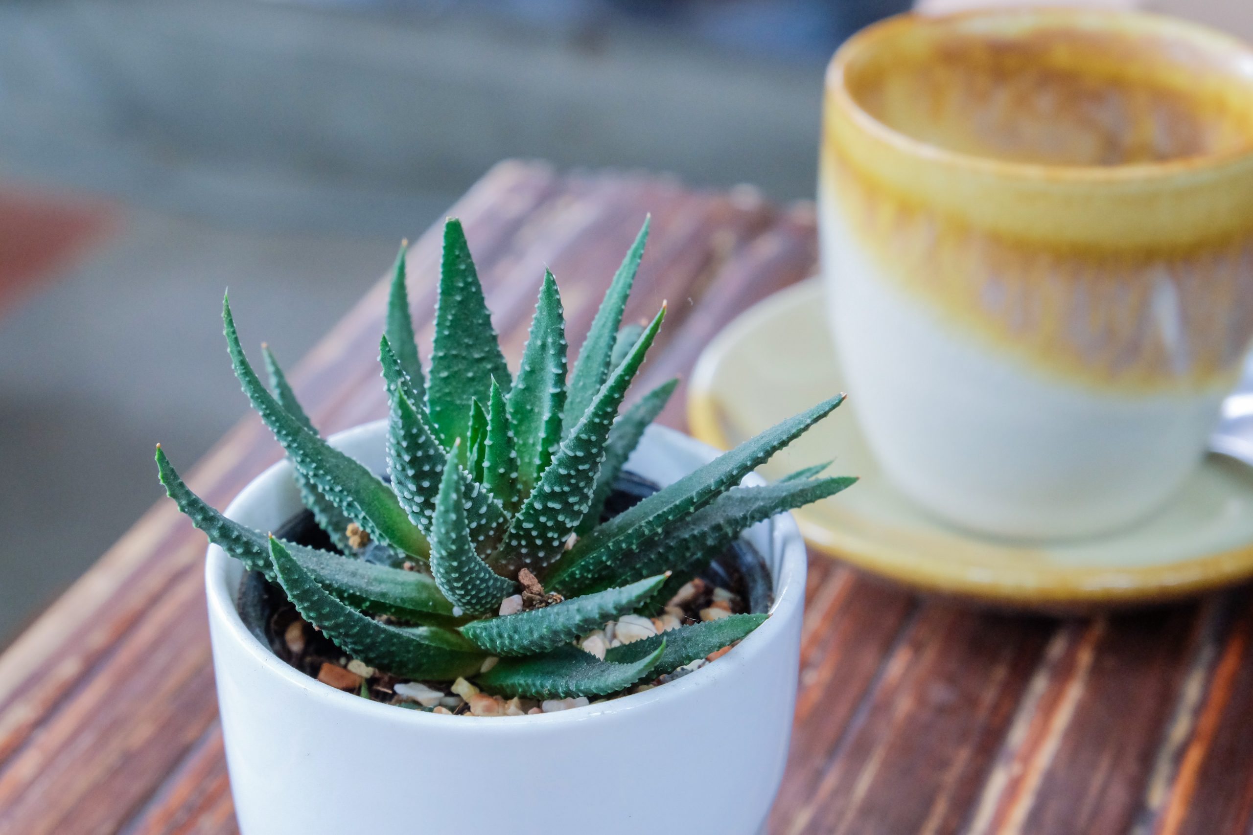 Kupatilo biljke, , Aloe Vera za Zadovoljna rs