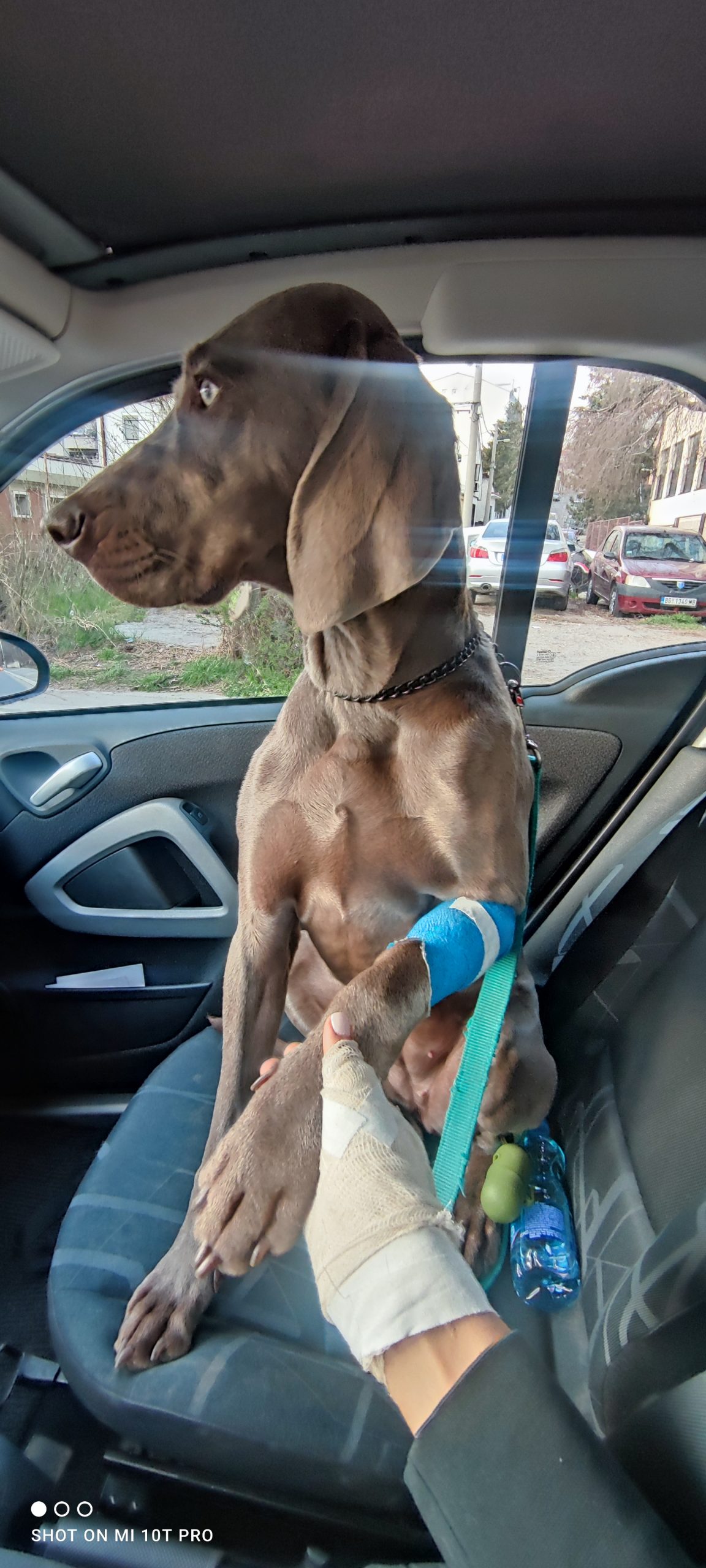 Nela Bunčić, Vasi, pas, povrede, napad psa Foto: Privatna arhiva