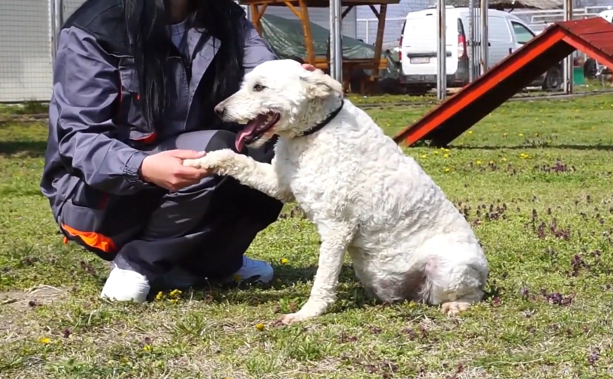 Izložba pasa u Prihvatilištu novosadske Zoohigijene povodom Svetskog dana napuštenih životinja