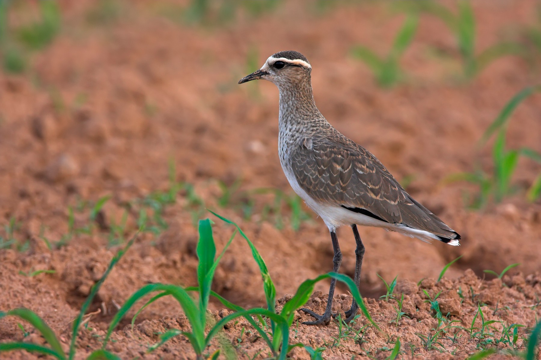 Sociable Lapwing