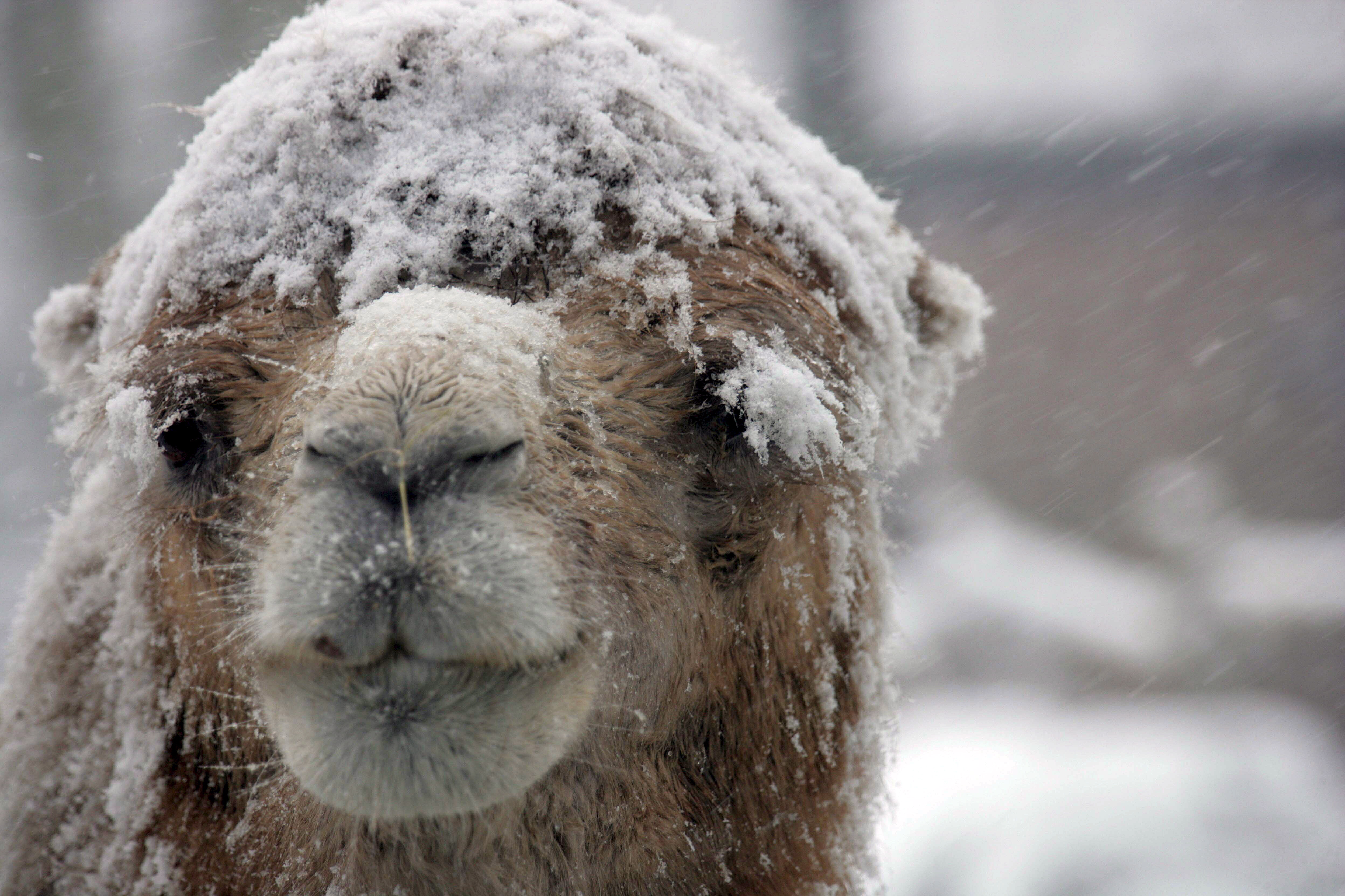 epa00926246 A camel defies the snow in a zoo in Rhenen on Thursday 08 February 2007. A lot of animals ran inside from the snow, some stayed outside.  EPA/Vidiphoto