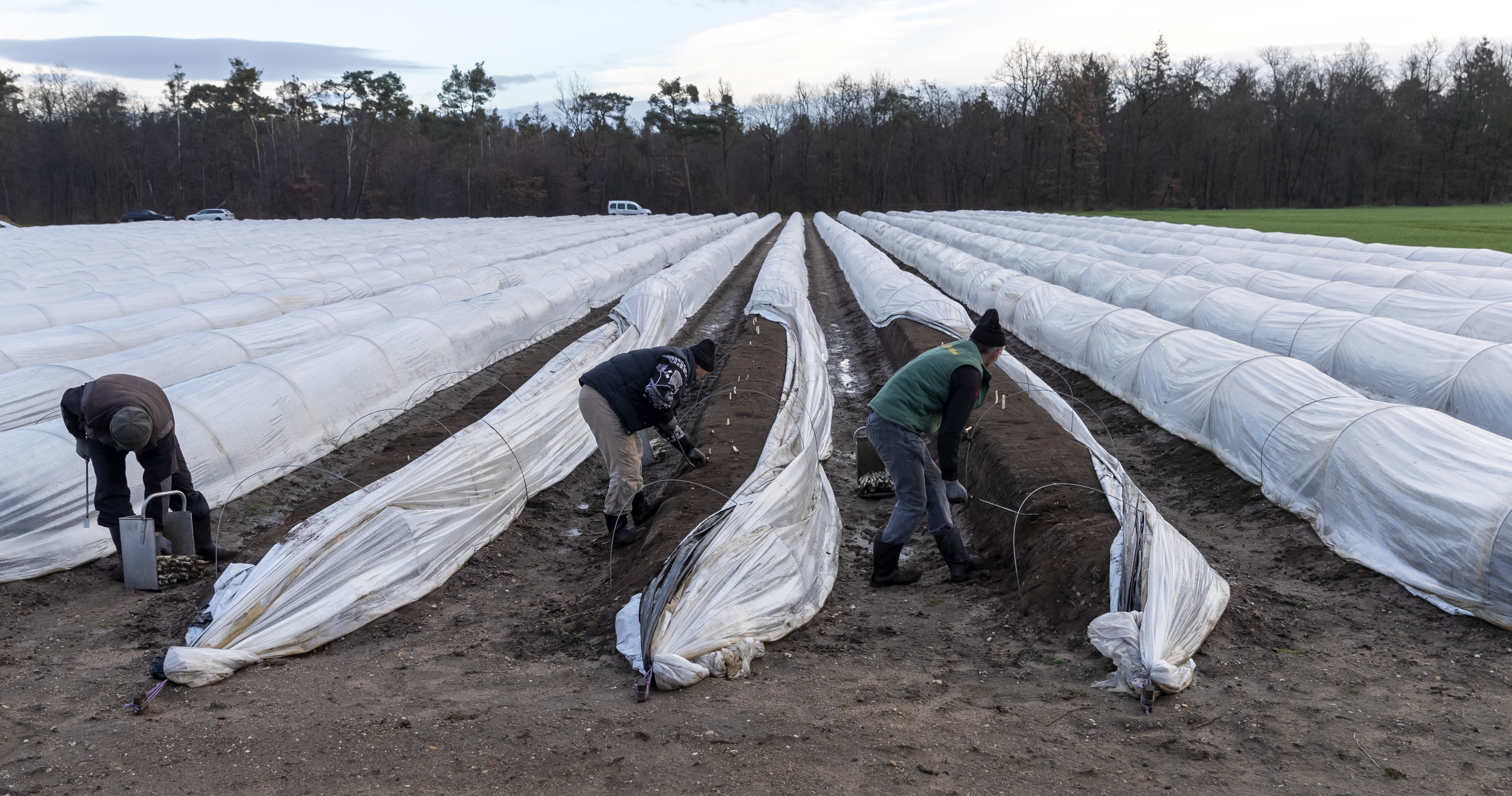 epa08280187 Seasonal farm workers harvests asparagus on a field near Waghaeusel, Germany, 09 March 2020.  Weather permitted the Asparagus harvest season is expected to go from March to the end of June.  EPA-EFE/RONALD WITTEK