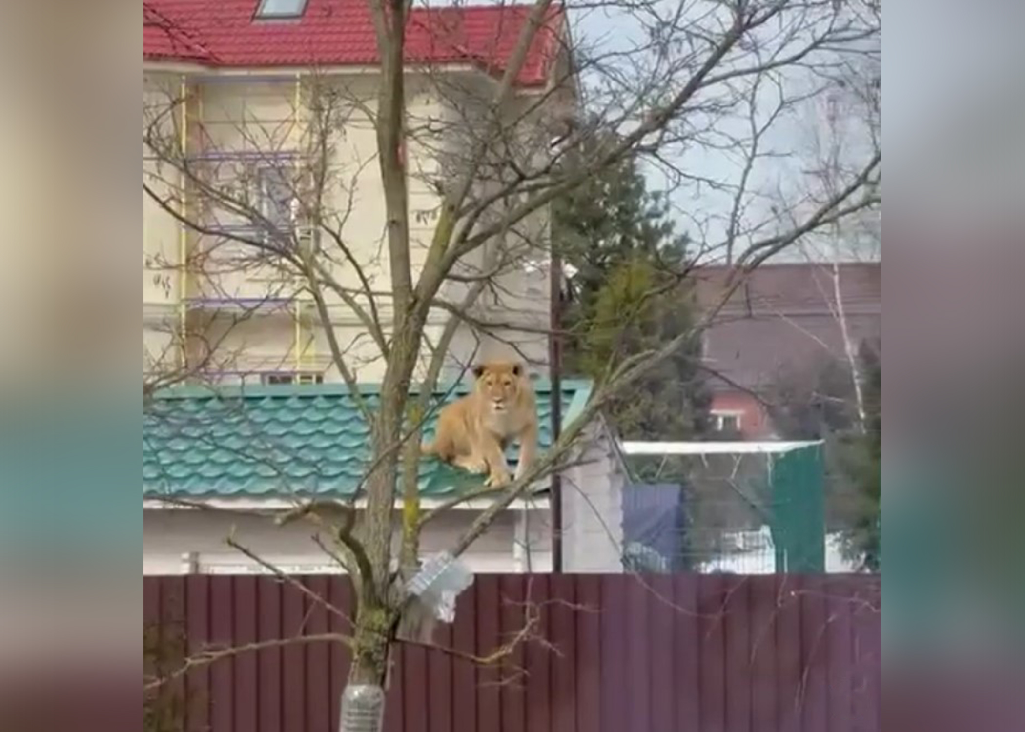 lav lavica na krovu kuce