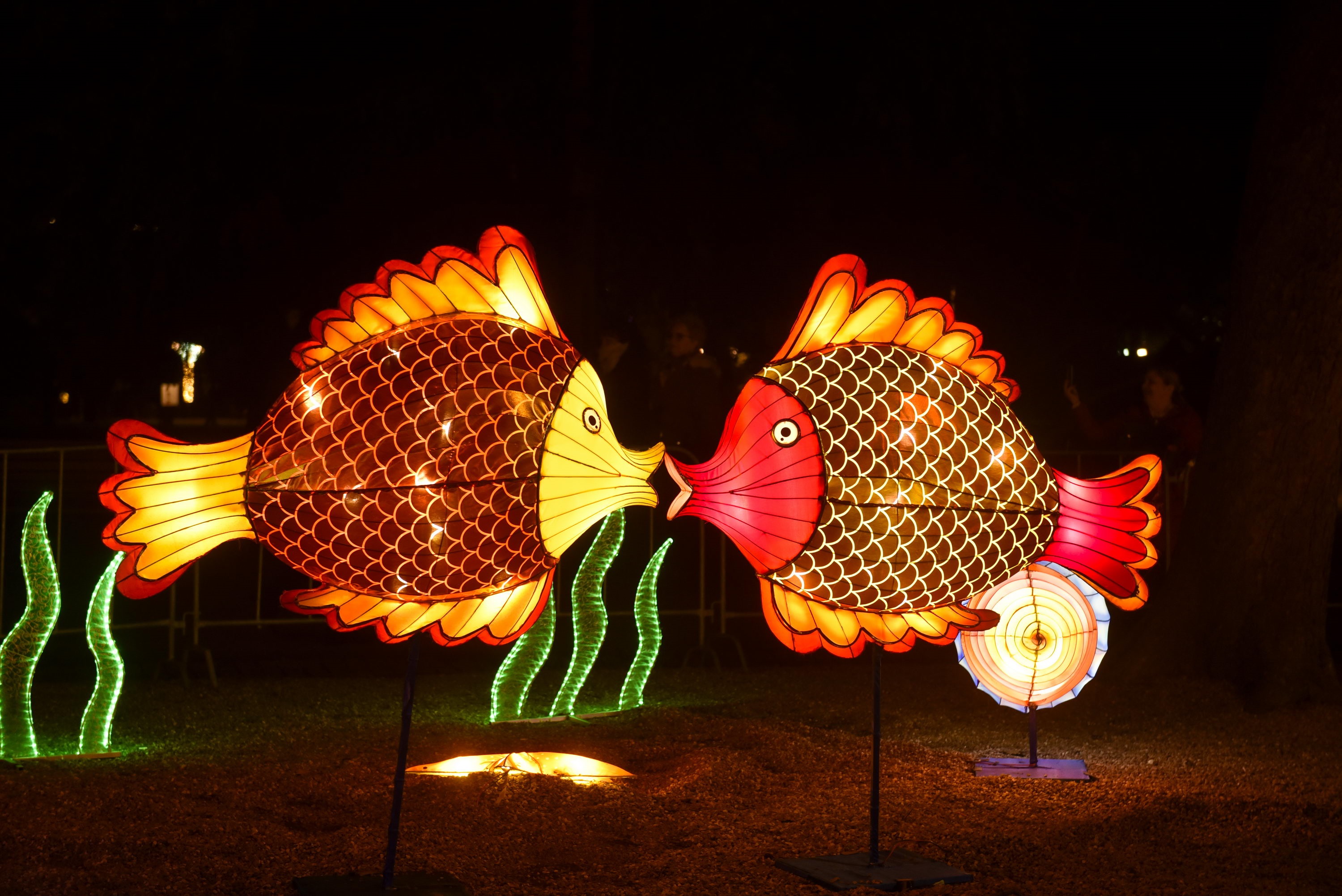 _DJT4655 Kineski festival lampiona 2020