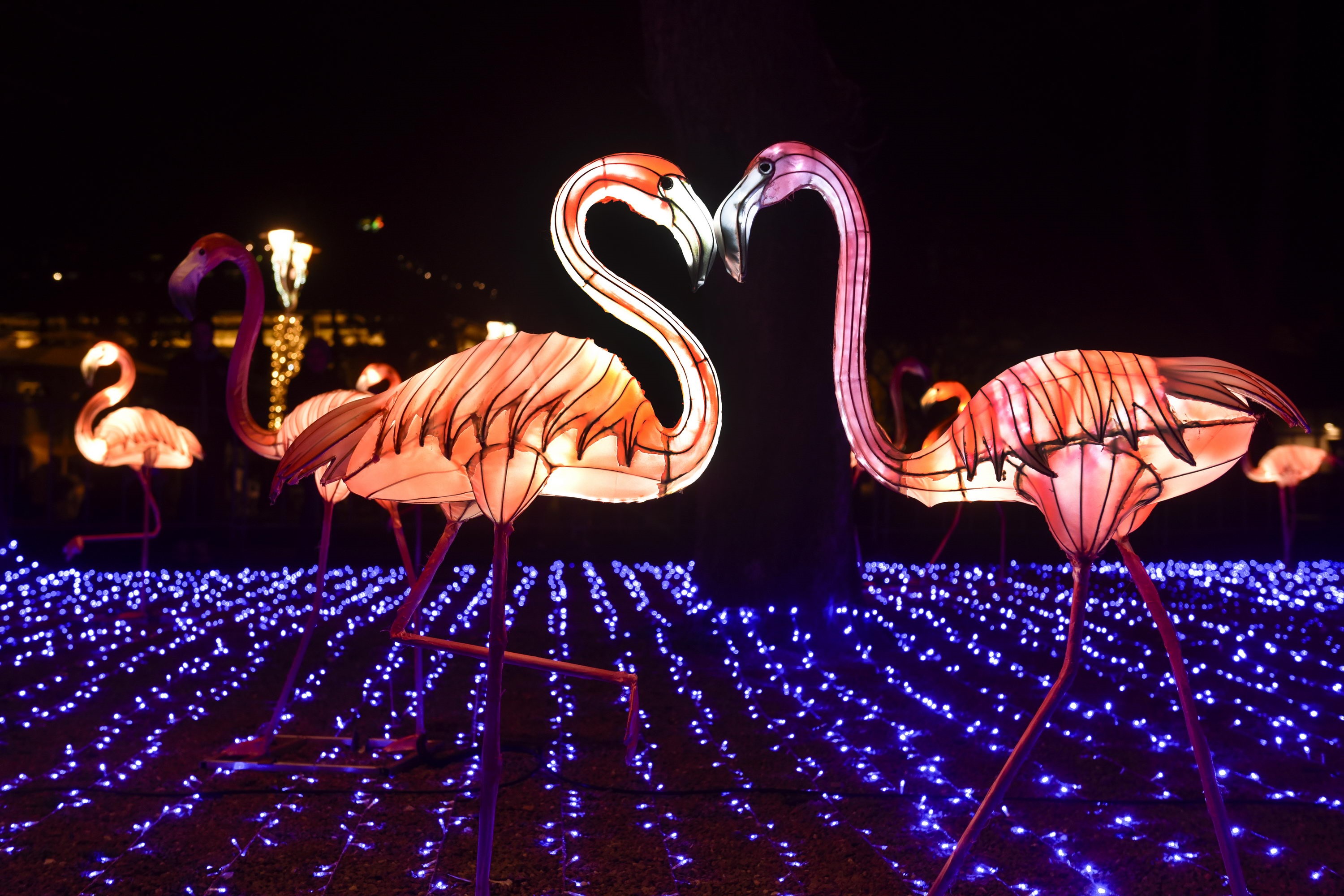 _DJT4708 Kineski festival lampiona 2020