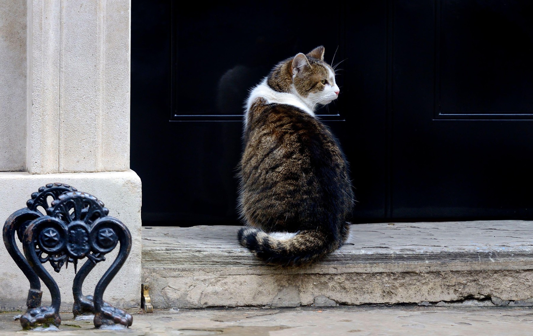 Larry the Cat - Chief Mouser to the Cabinet Office since 2011 - in Downing Street Nov 2020