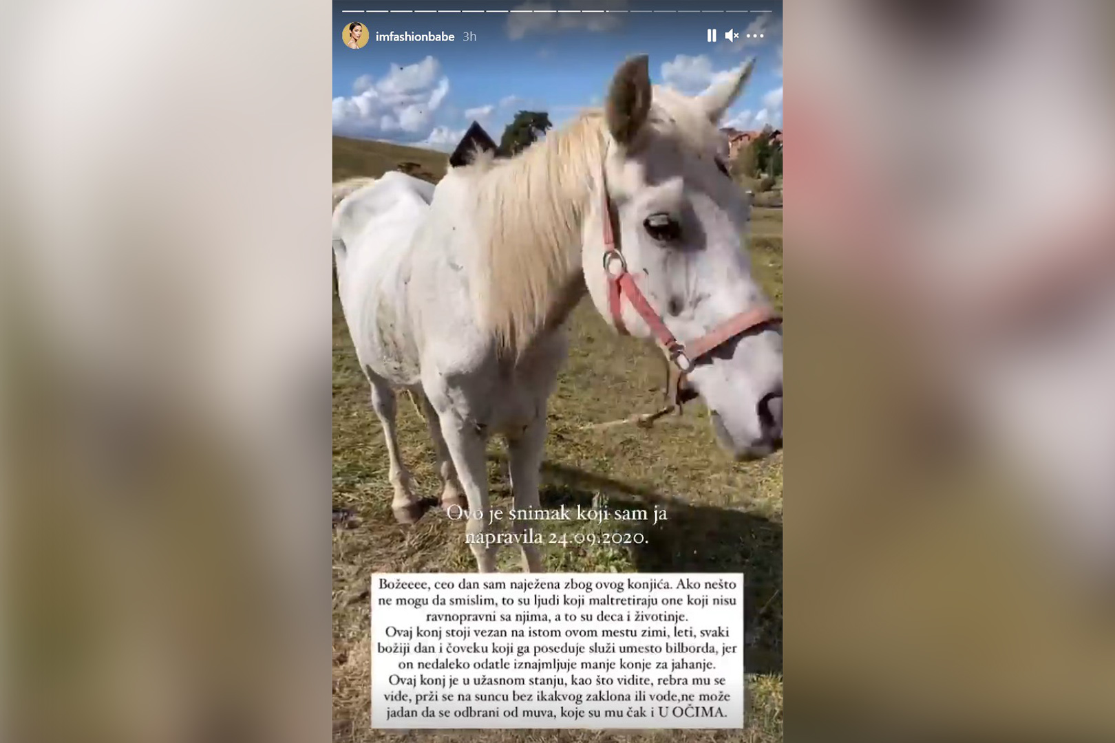 Konj koji je umro od gladi