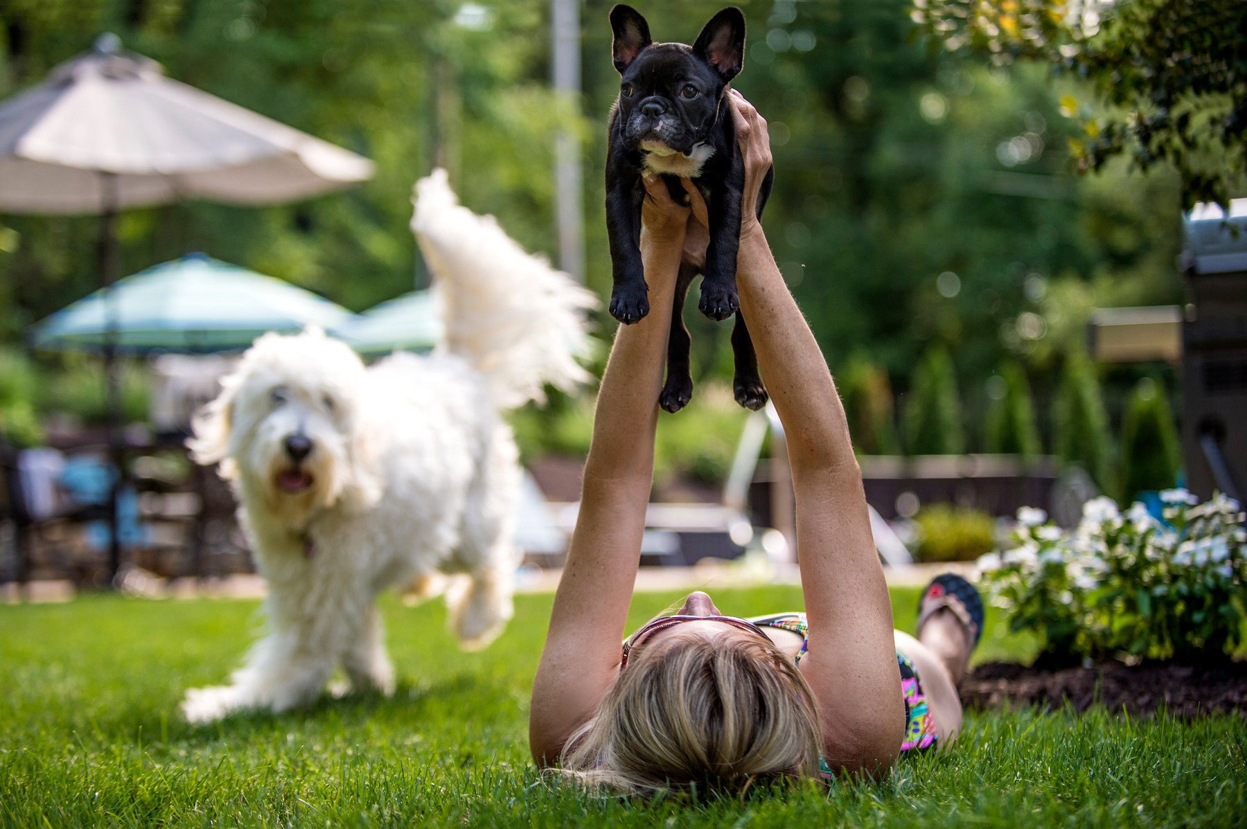 Woman lying on grass holding French Bulldog in air, Goldendoodle running in background