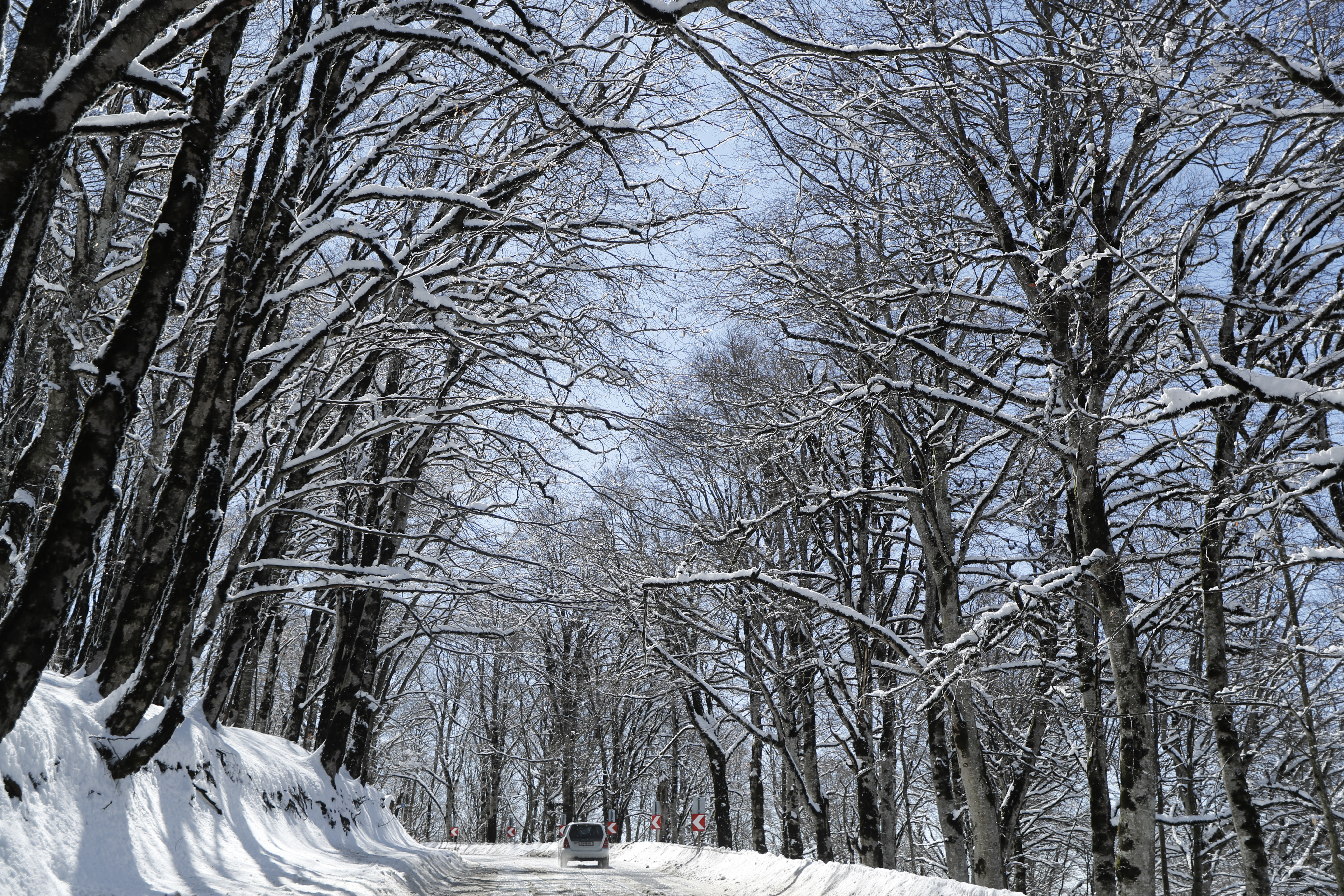 epa08306819 A general view of snow covered trees at Tbilisi National Park, near Tbilisi, Georgia, 19 March 2020. Snow has fallen in the mountain regions of the country in the last days.  EPA-EFE/ZURAB KURTSIKIDZE