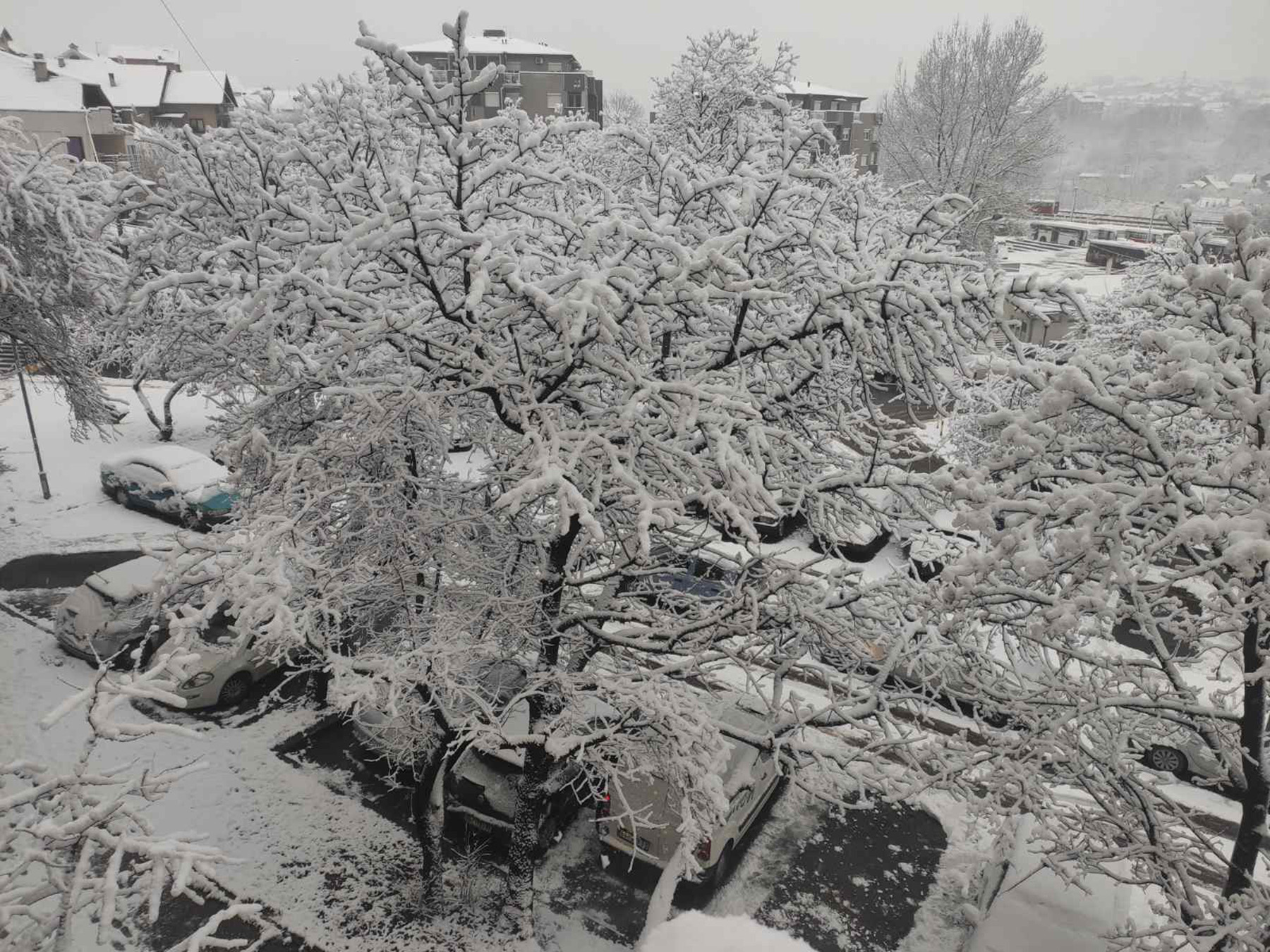 Sneg Beograd Konjarnik