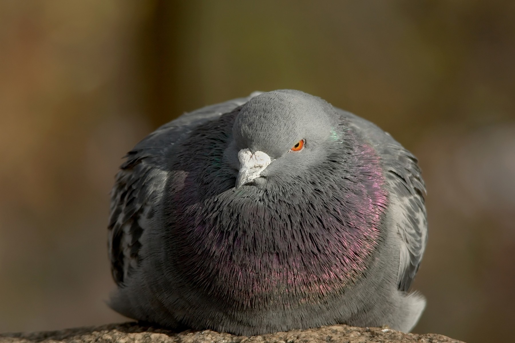 almost something evil had the view of the street pigeon was probably my looking at them tele ;-)rnnikon digital, 400mm,Image: 14188126, License: Royalty-free, Restrictions: , Model Release: no, Credit line: Leander Suckfüll / Panthermedia / Profimedia