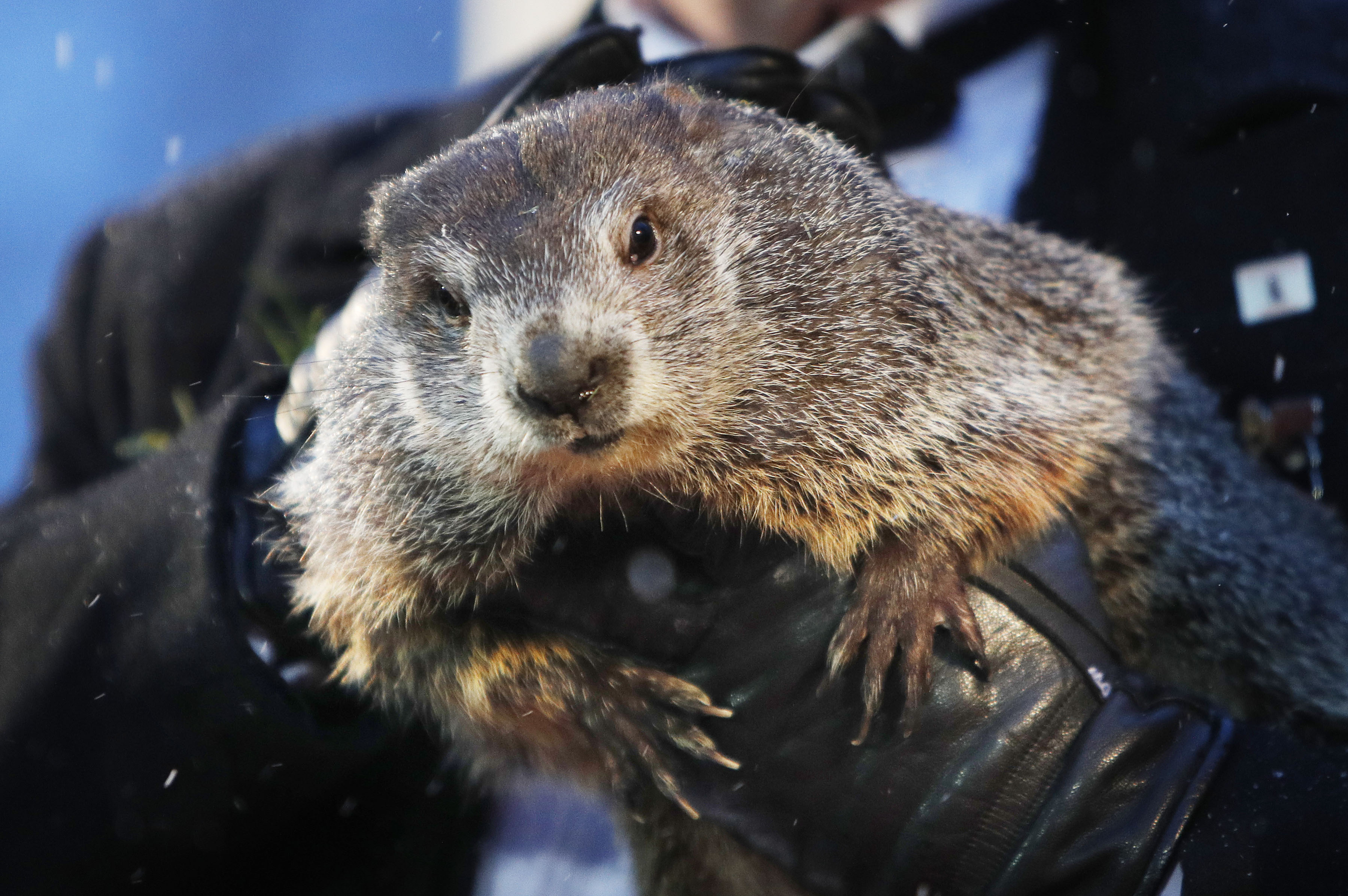 Punxsutawney Phil predicts the six more weeks of winter on Groundhog Day