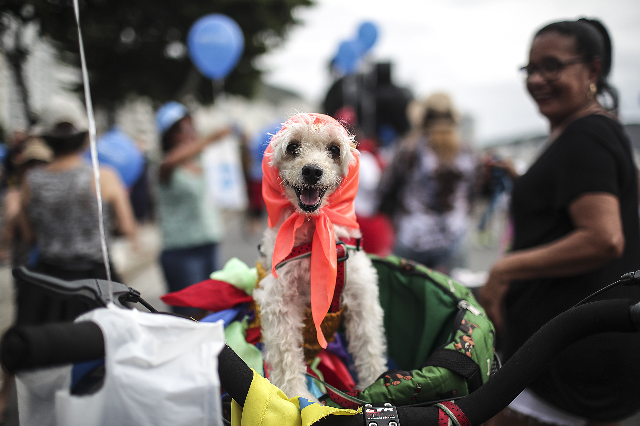 epa06496614 A dog is seen during Blocao troupe performance during the Carnapet Parade, at the Copacabana beach, Rio de Janeiro, Brazil, 04 February 2018. The Carnapet Parade precedes the Rio Carnival.  EPA-EFE/ANTONIO LACERDA