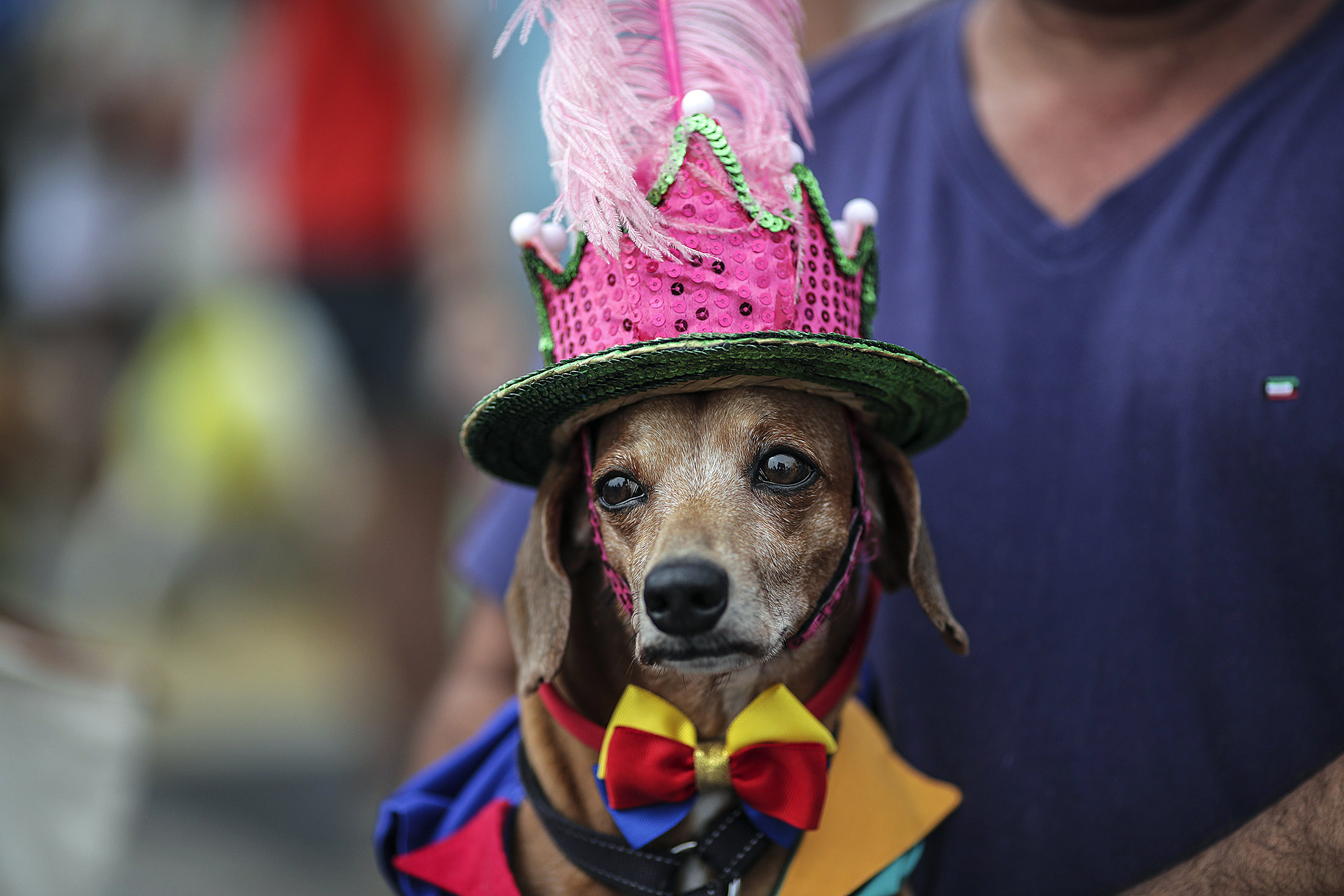 epaselect epa06496613 A dog is seen during Blocao troupe performance during the Carnapet Parade, at the Copacabana beach, Rio de Janeiro, Brazil, 04 February 2018. The Carnapet Parade precedes the Rio Carnival.  EPA-EFE/ANTONIO LACERDA