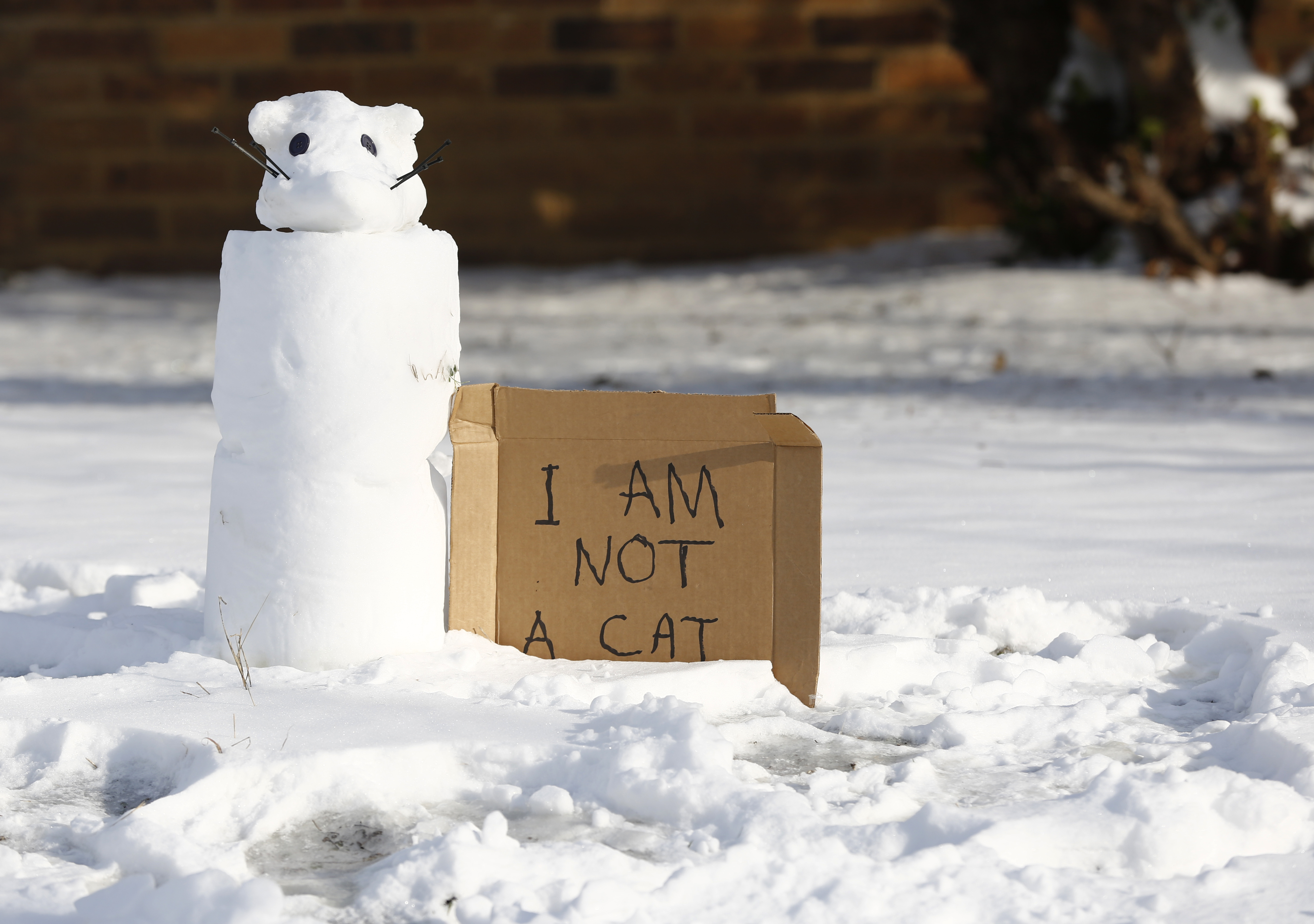 Texas Deep Freeze teksas sneg