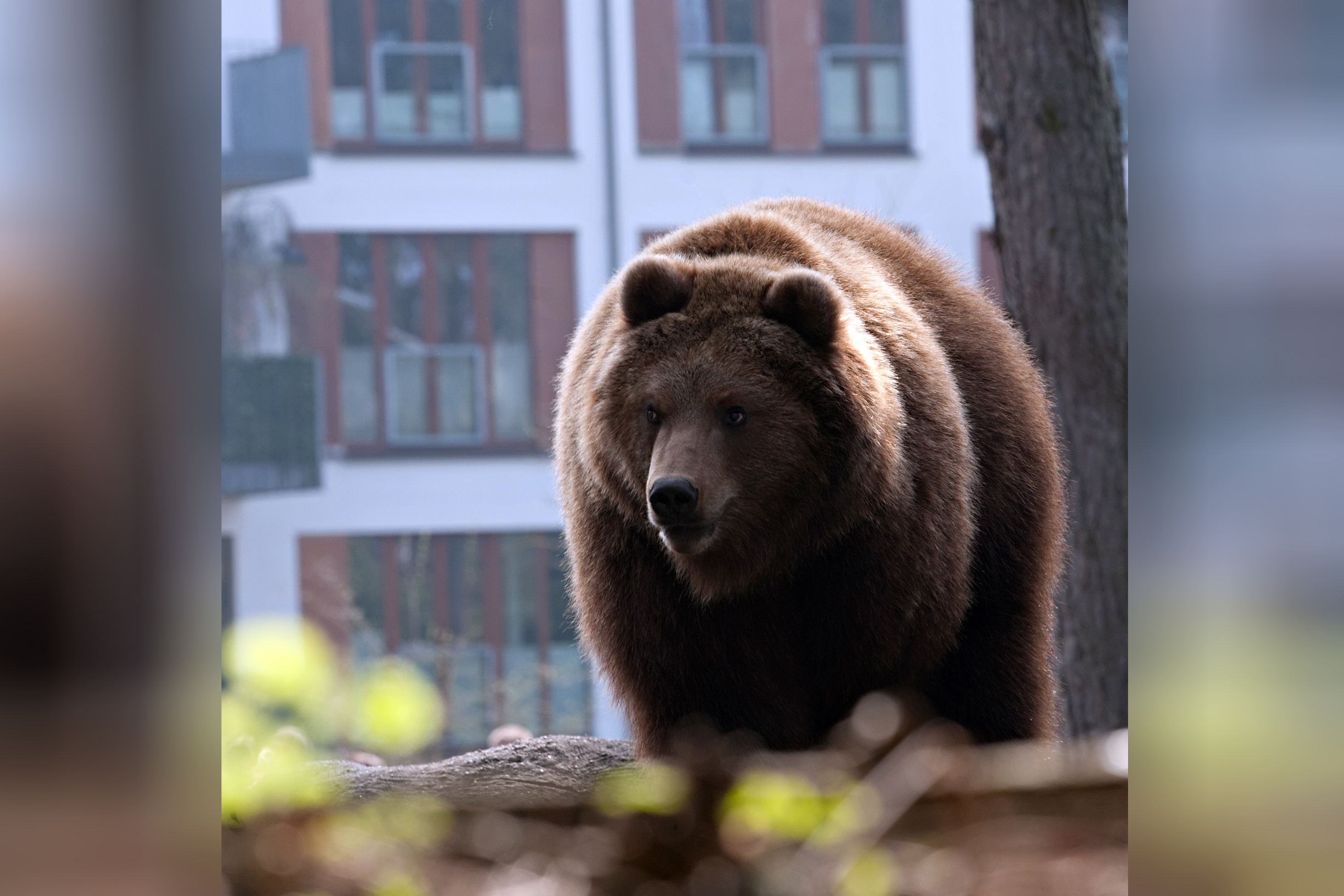 big brown bear standing on city house facade background