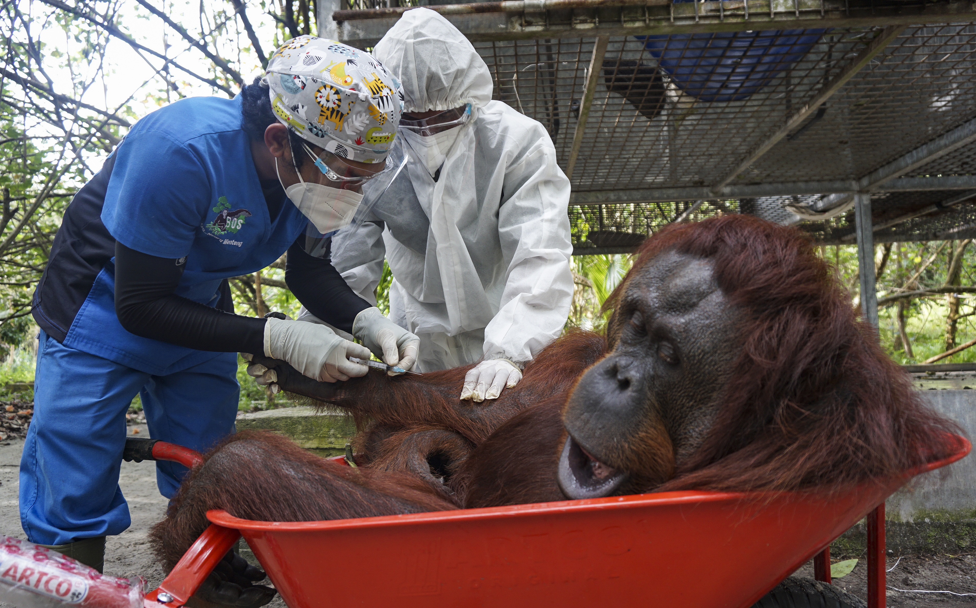 Orangutans released back to the wild in Borneo