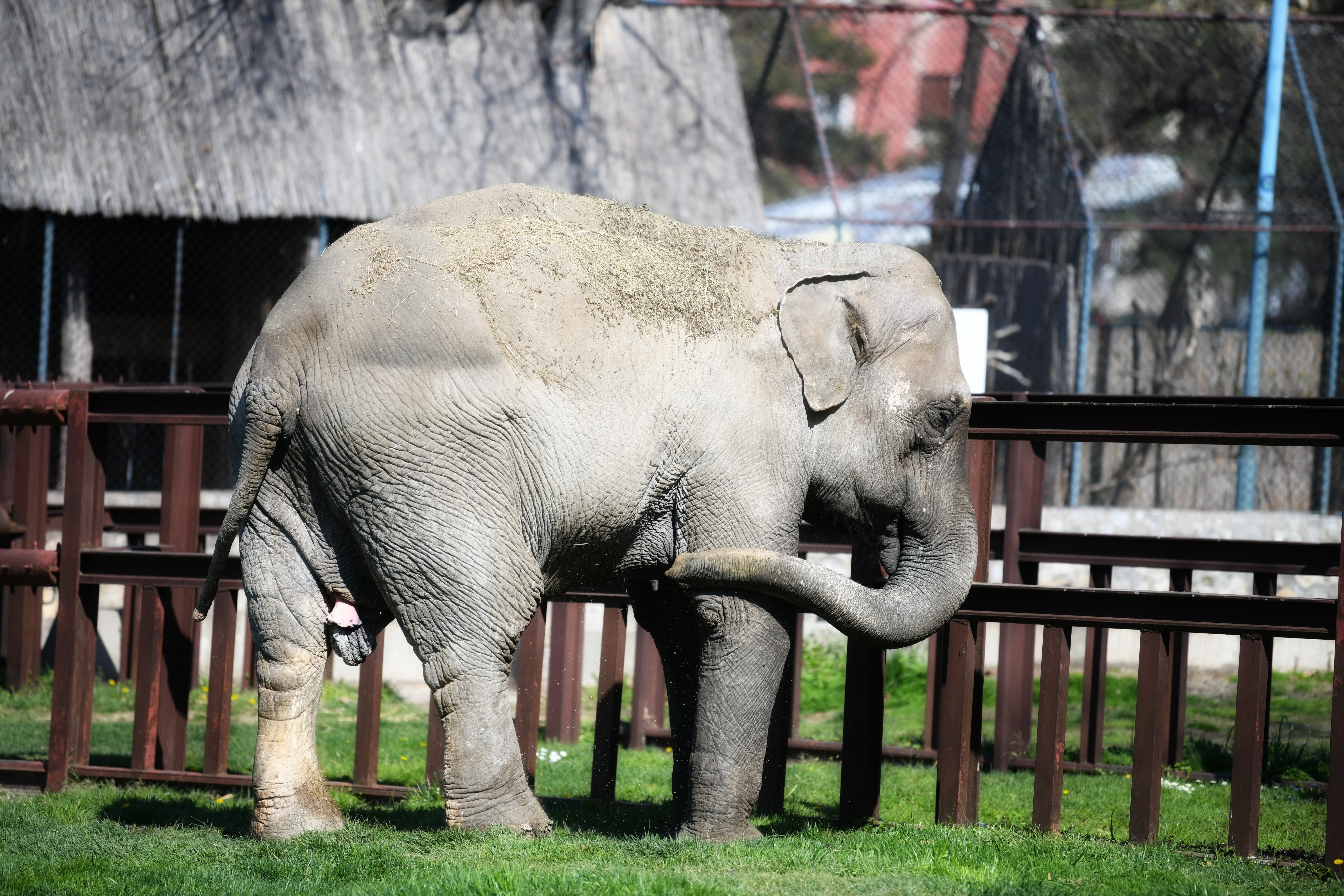 Beograd 03.04.2020. Slon. Beo Zoo Vrt, Zoološki vrt, Vrt dobre nade, prazan zoo vrt, nema posetilaca, vanredno stanje, koronavirus Foto: Vesna Lalić/Nova.rs