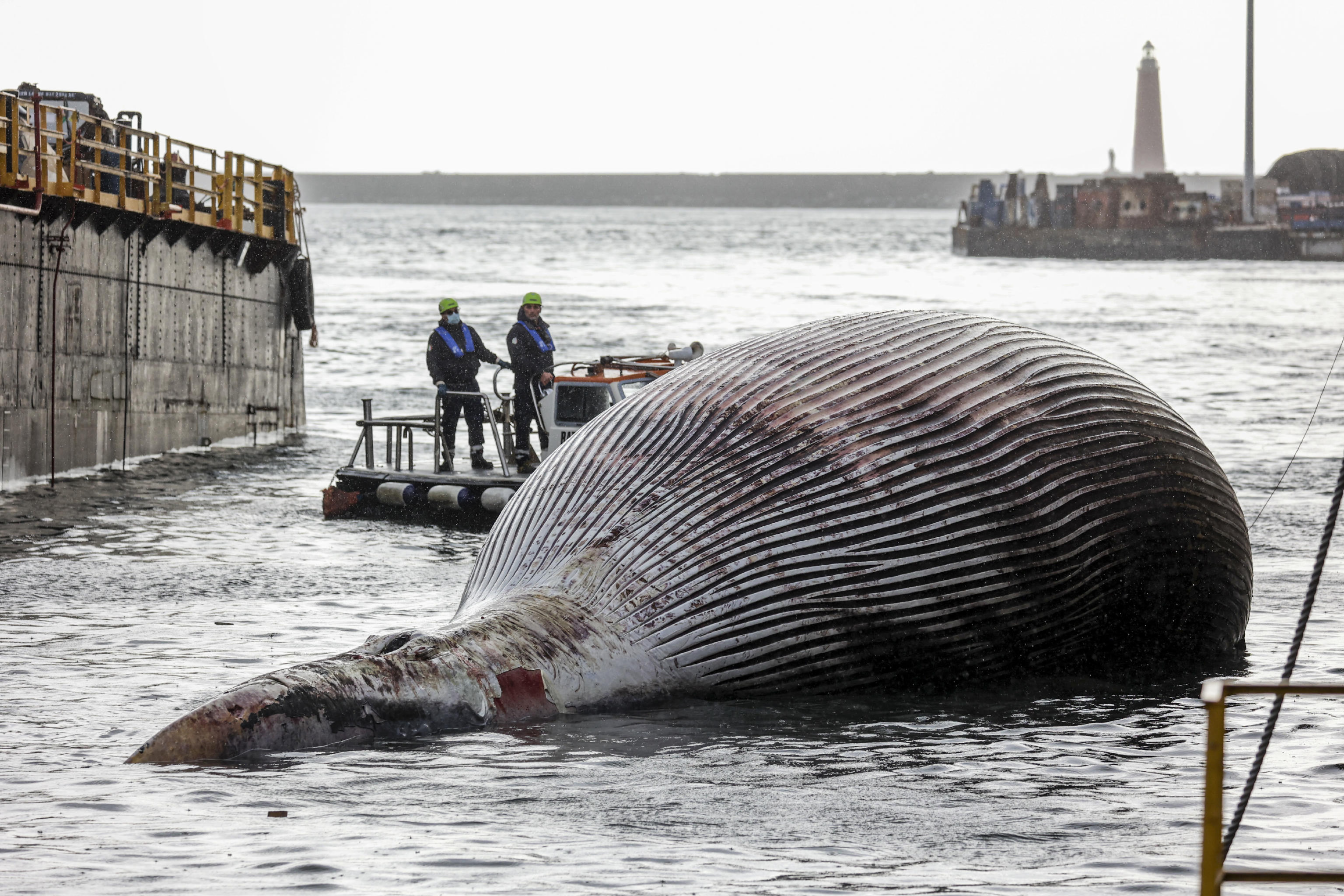 Removal and transport of a dead whale from the port of Sorrento, southern Italy