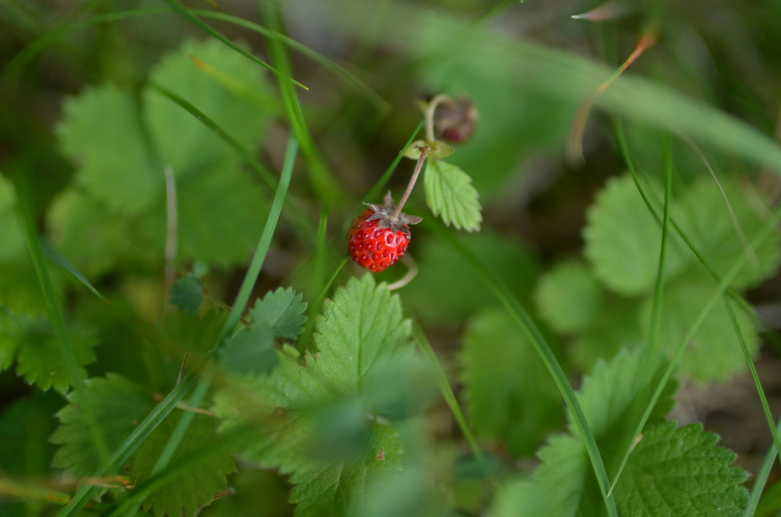 Jul, 2020. Priroda, jagoda, šumska jagoda, šumske jagode