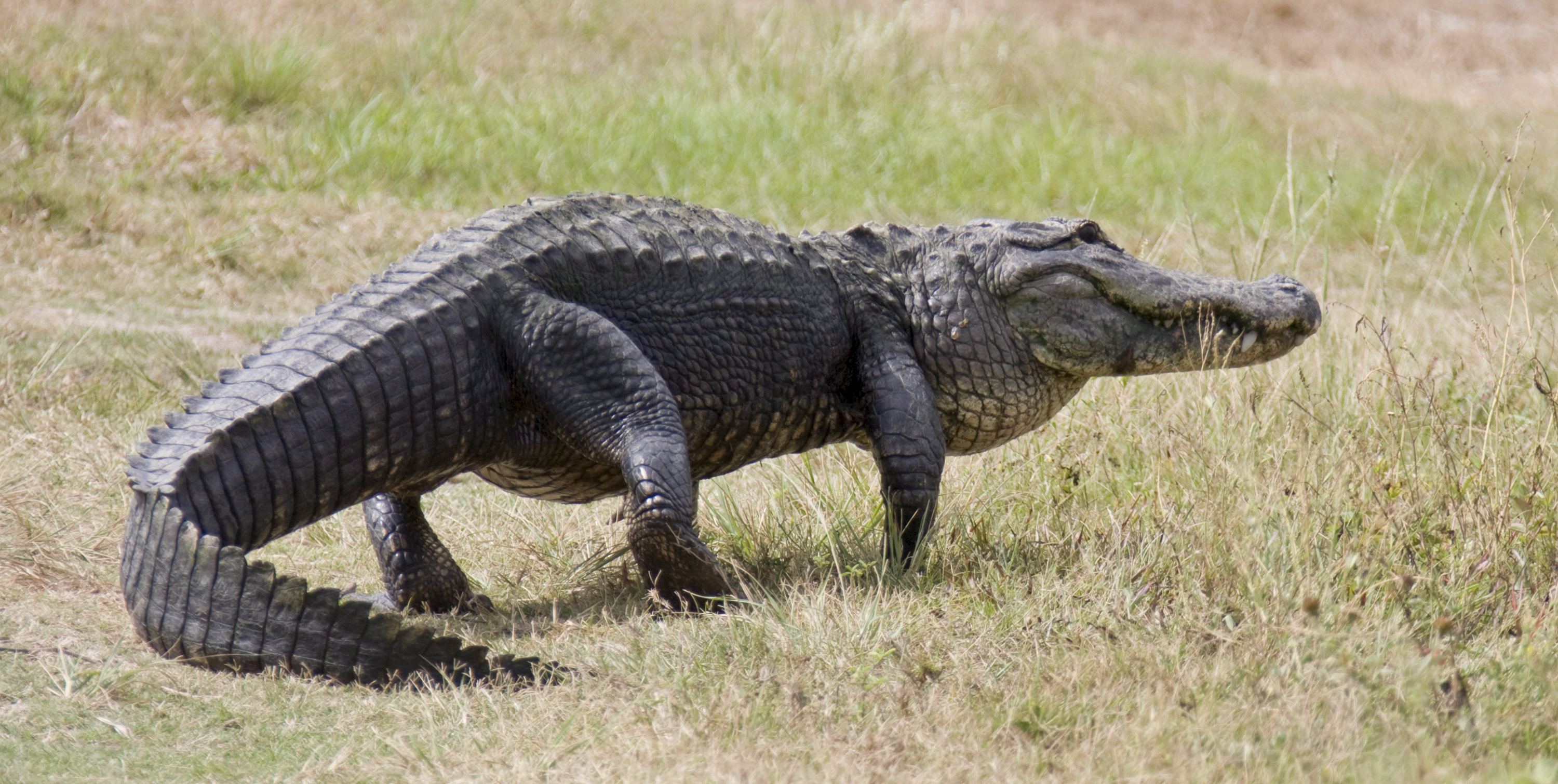 A ten foot alligator  in Florida, USA.