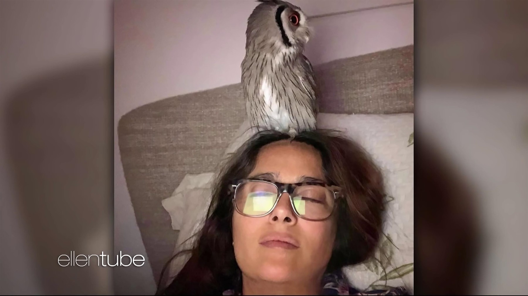 Salma Hayek's Pet Owl Coughed Up a Hairball on Harry Styles