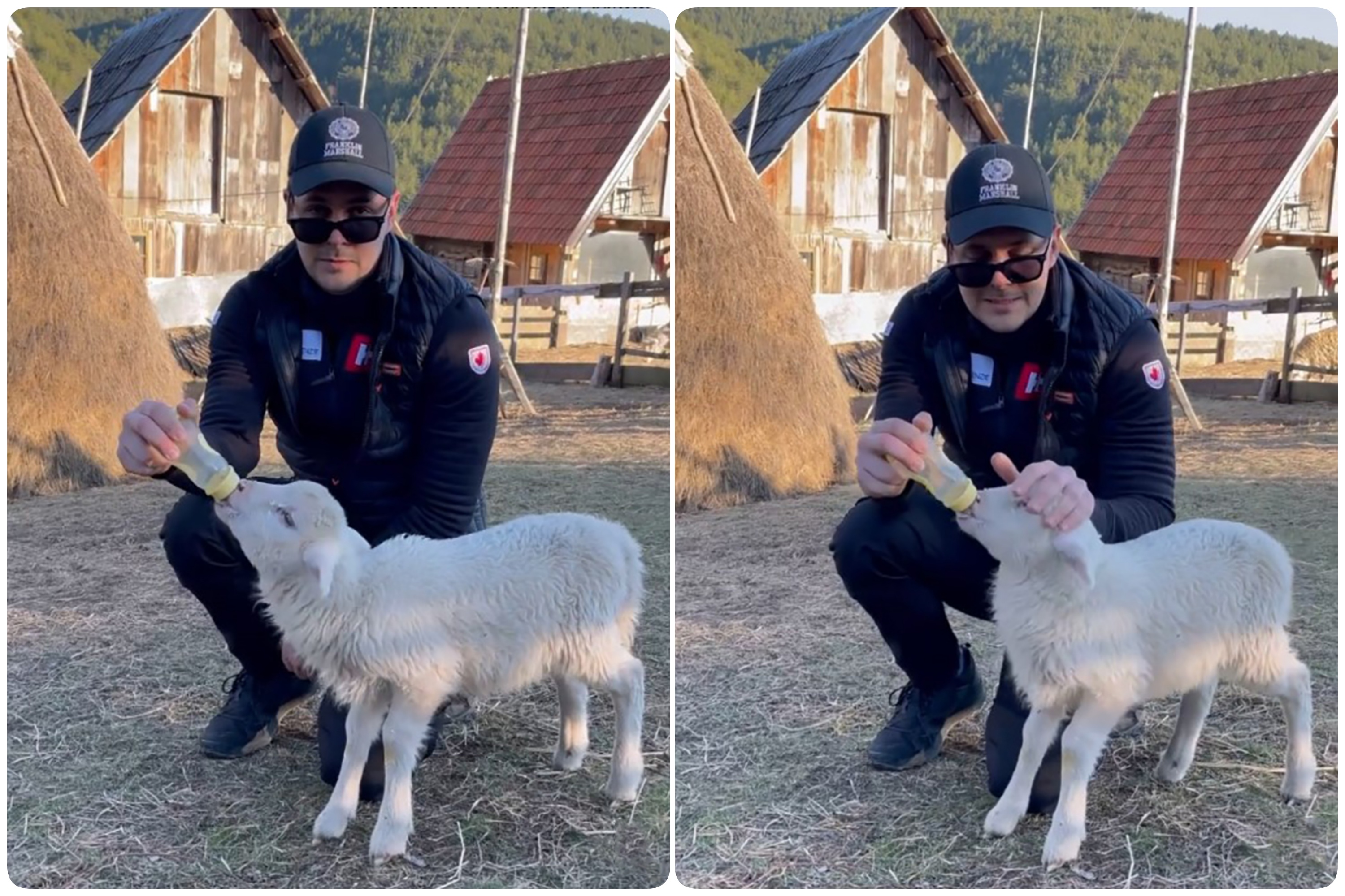 bikovic i koza