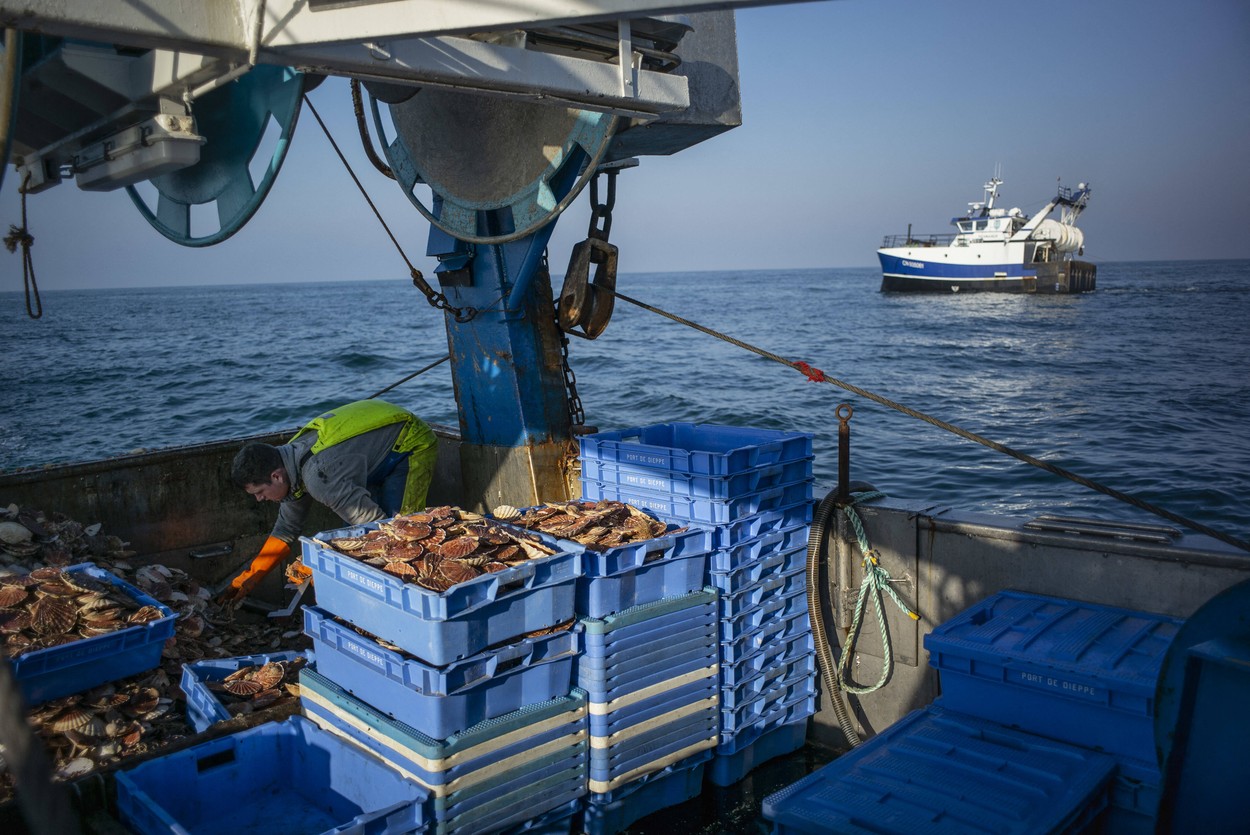 Scallop Fishing - Normandy