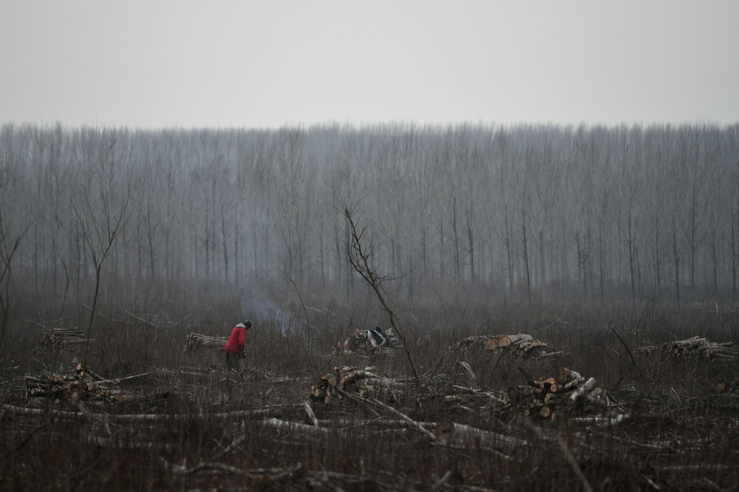 Kupinovo 16.12.2020. Šuma, šume, pečurke, tartufi Foto: Filip Krainčanić/Nova.rs
