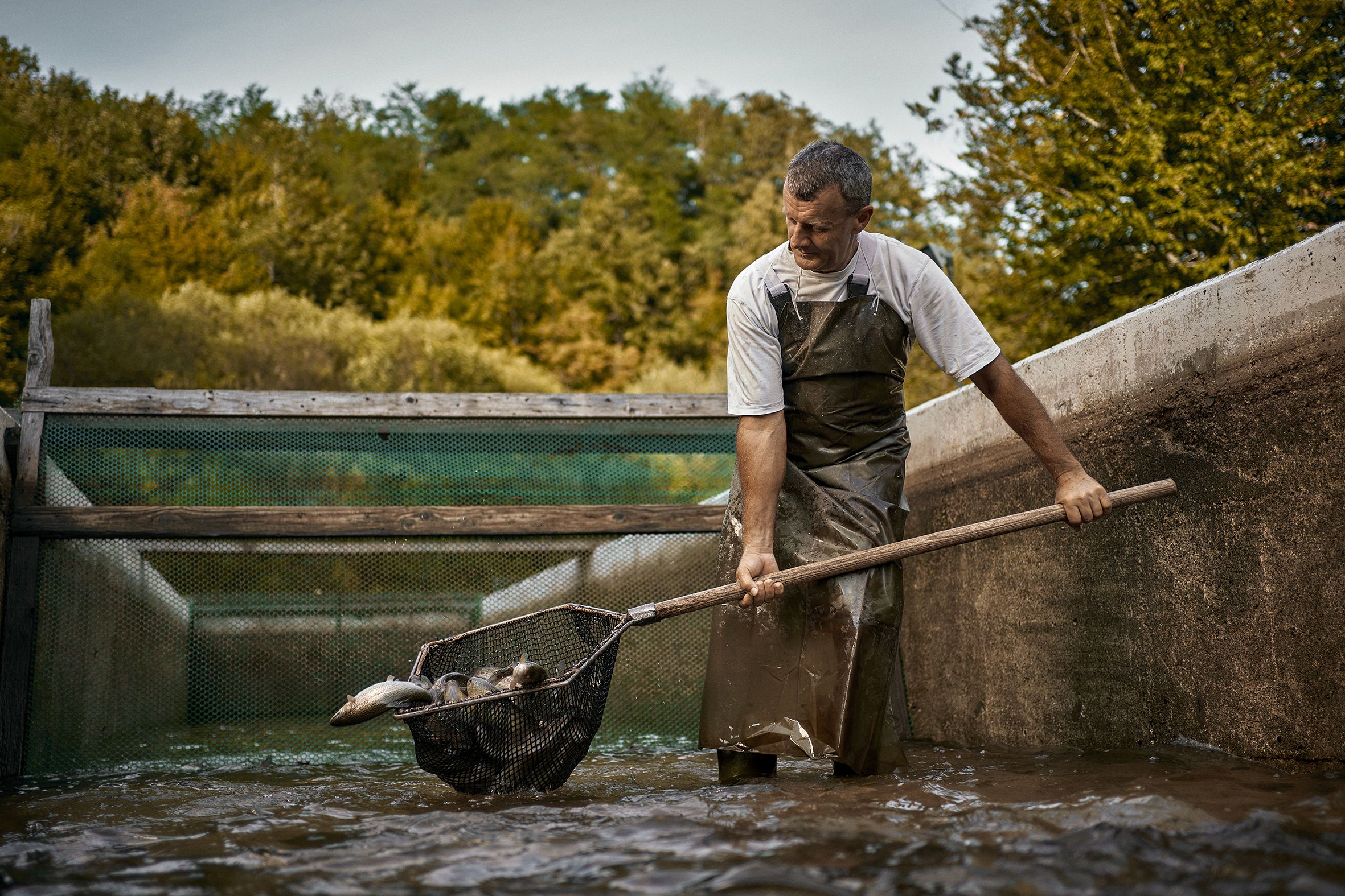Dragana i Miša Đokić,Argetina pašteta „namaz – Kosjerićka pastrmka“. Ribnjak, pašteta, Argeta, Kosjerić