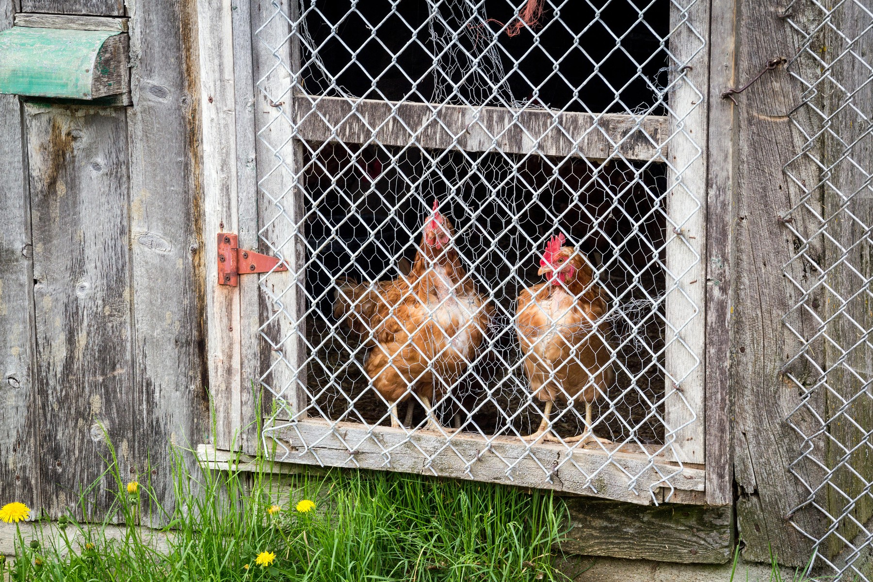 Kokosinjac brown hens observing in chicken coop,Image: 288562811, License: Royalty-free, Restrictions: , Model Release: no, Credit line: Julie Deshaies JD83 / Alamy / Alamy / Profimedia