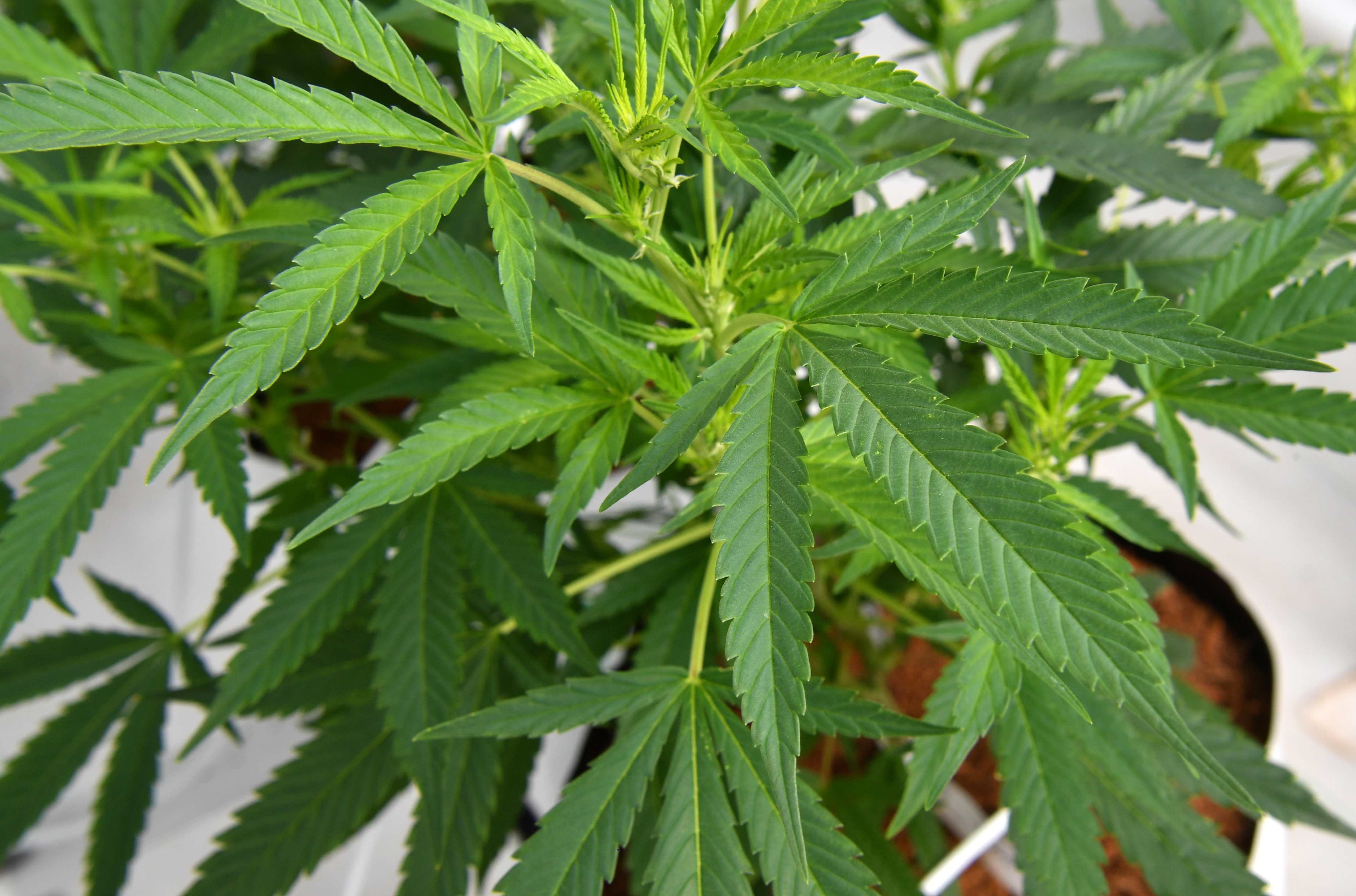 Canberra to legalize personal cannabis use marihuana