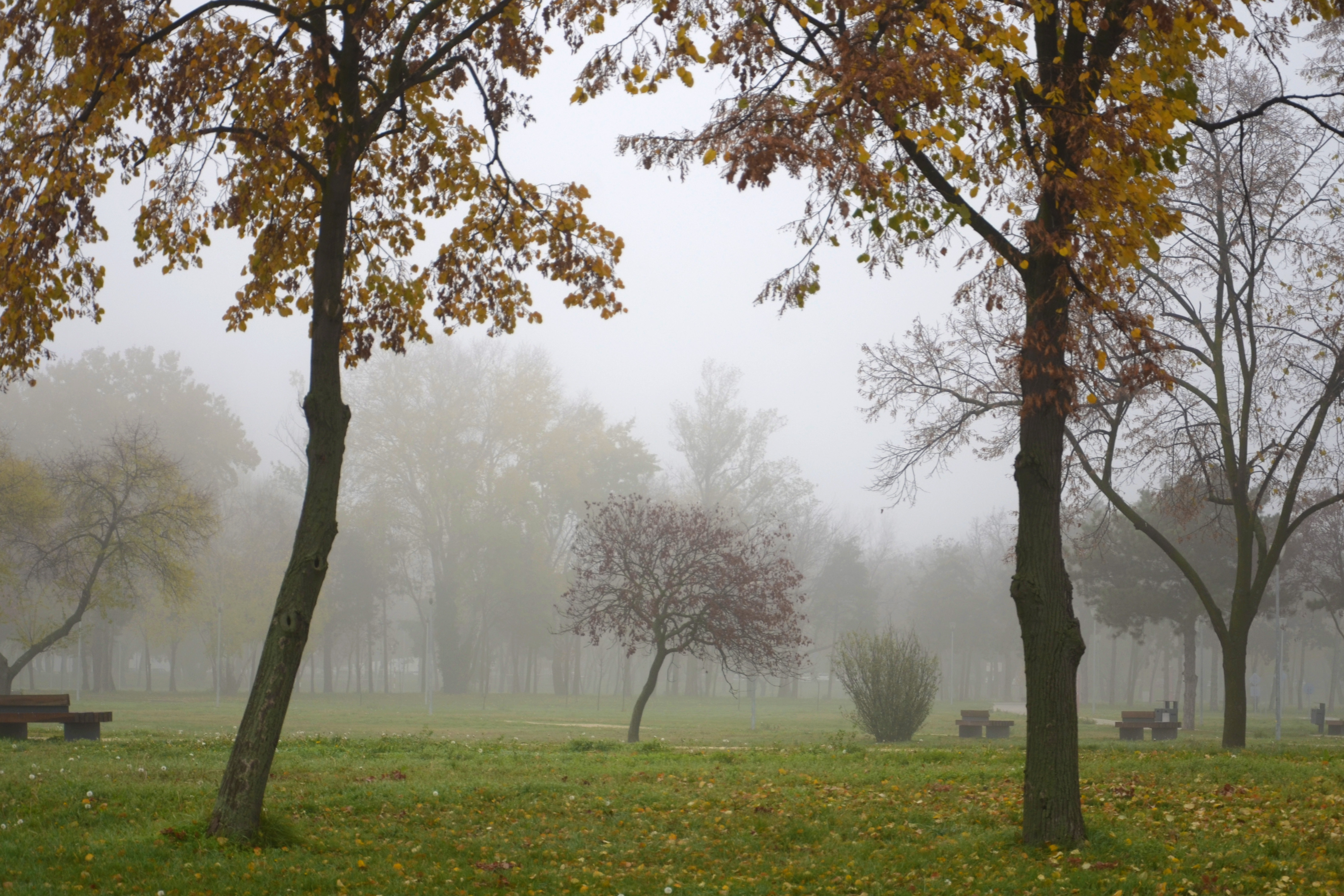 Beograd, 25.11.2020.  Magla, jesen, tmurno vreme, park, drvo