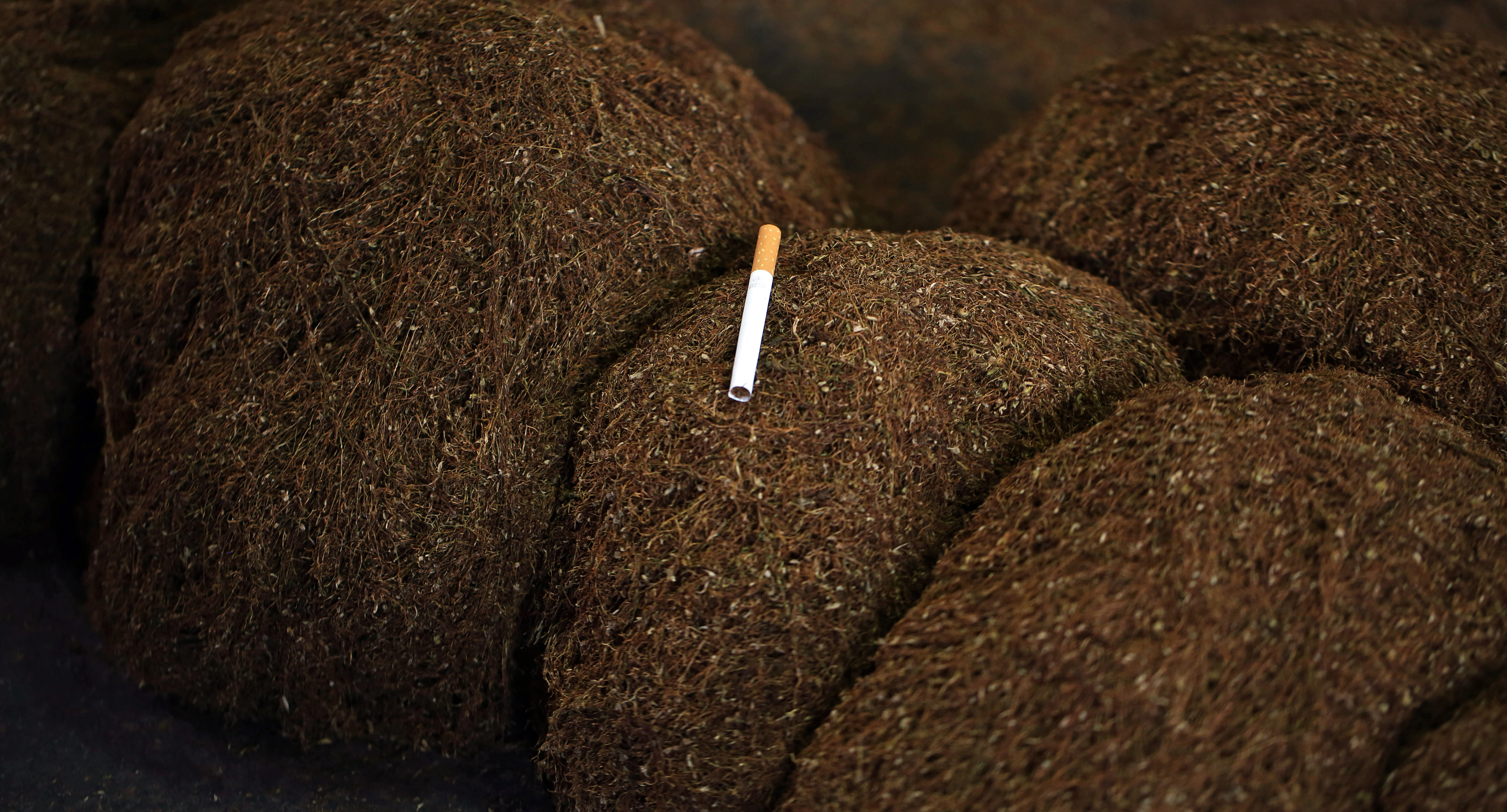 Photo sets - Arabic Tobacco cigarettes zaplena duvana duvan