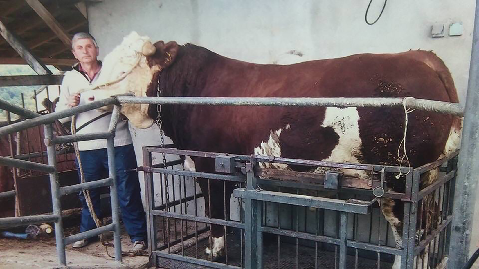 krave foto ljubica sokic (1)