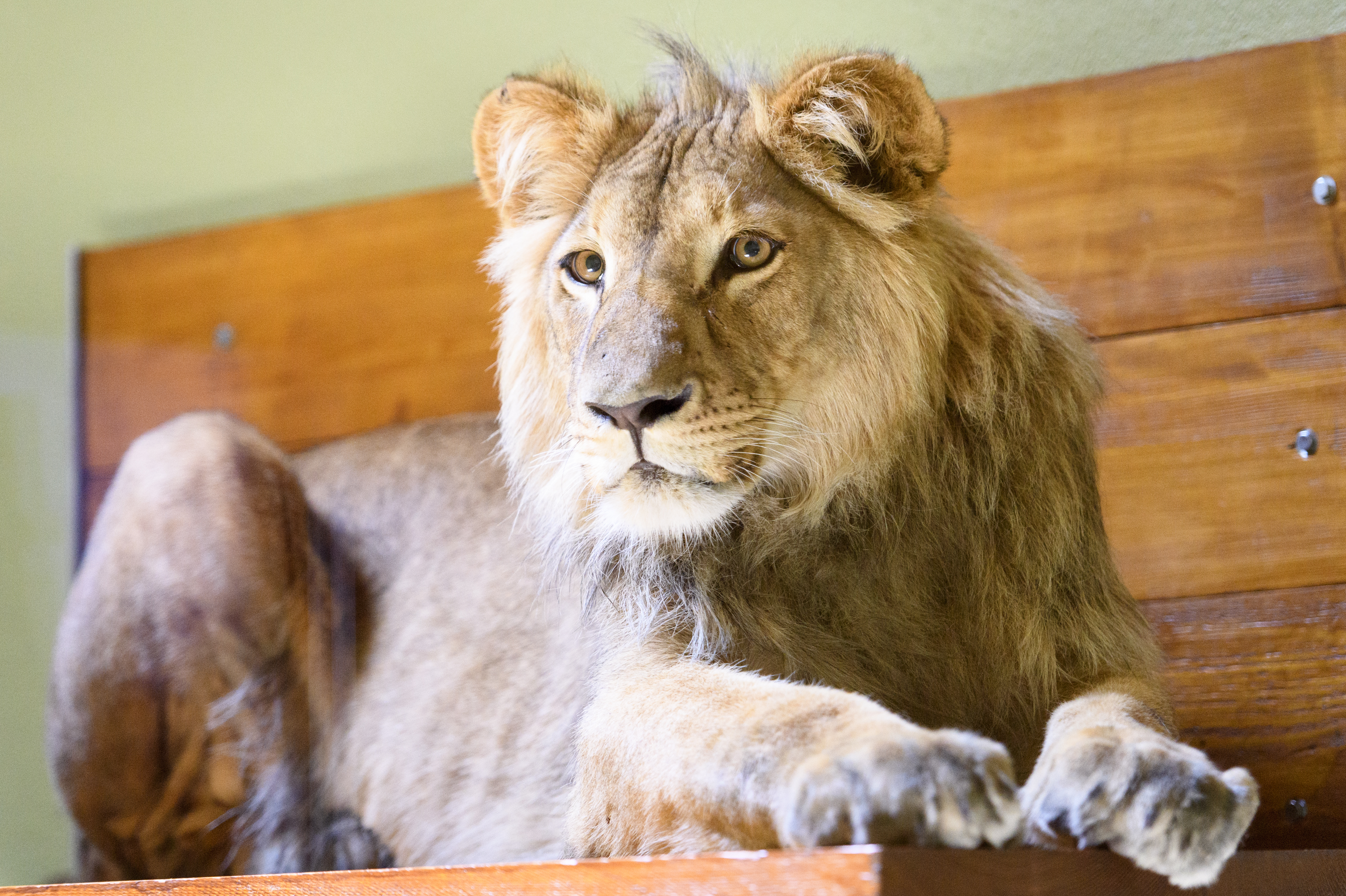 epa08570465 The 15-month-old African male lion named Makuti is pictured after arriving at his enclosure from the city of Erfurt in Germany, at the Servion Zoo, Servion, Switzerland, 28 July 2020.  EPA-EFE/LAURENT GILLIERON