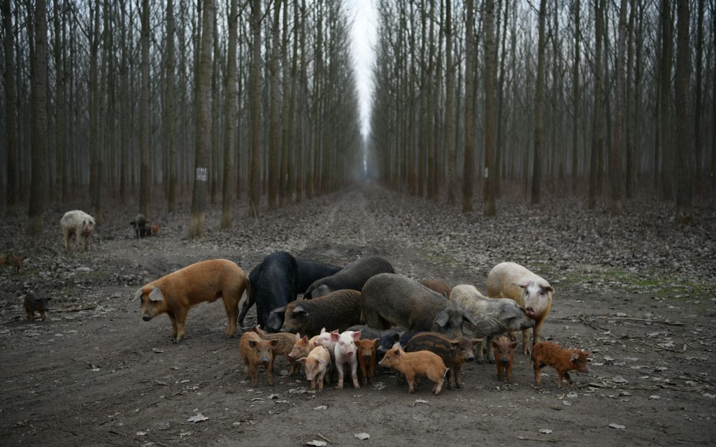 Kupinovo 16.12.2020. Šuma, šume, pečurke, tartufi Foto: Filip Krainčanić/Nova.rs
