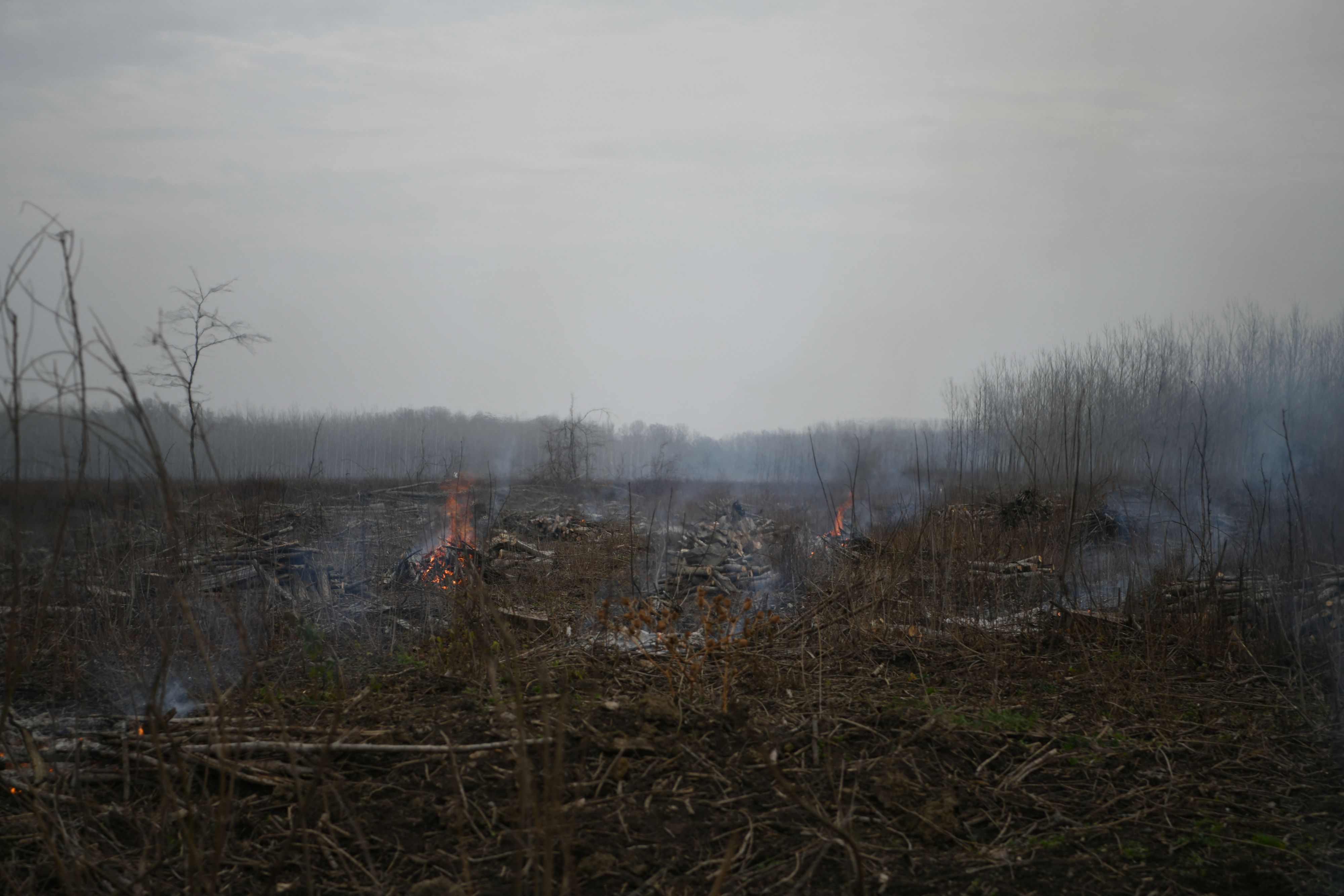 Kupinovo 16.12.2020. Šuma, šume, pečurke, tartufi Foto: Filip Krainčanić/Nova.rs