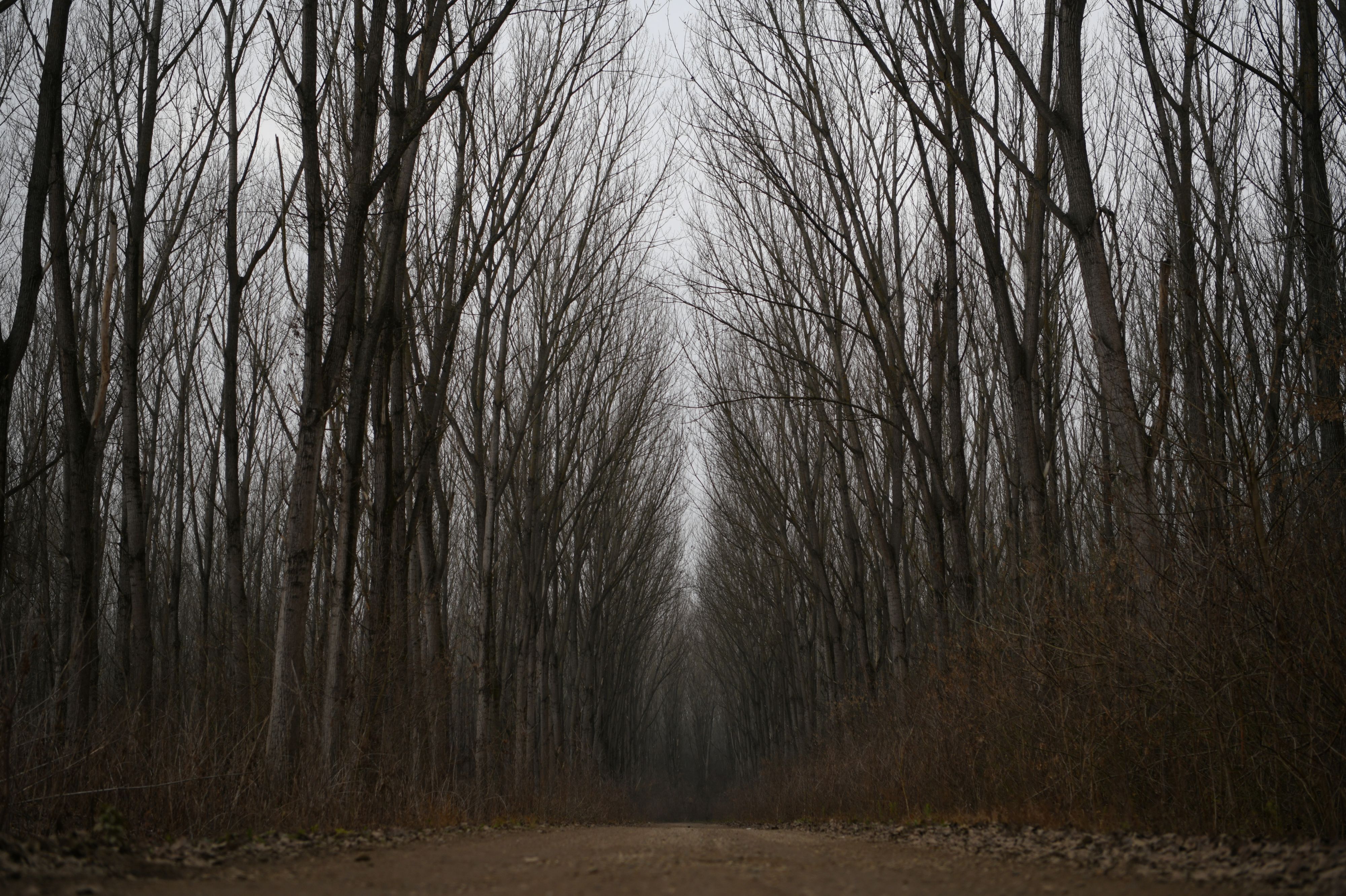 Kupinovo 16.12.2020. Šuma, šume, pečurke, tartufi Foto: Filip Krainčanić/Nova.rs