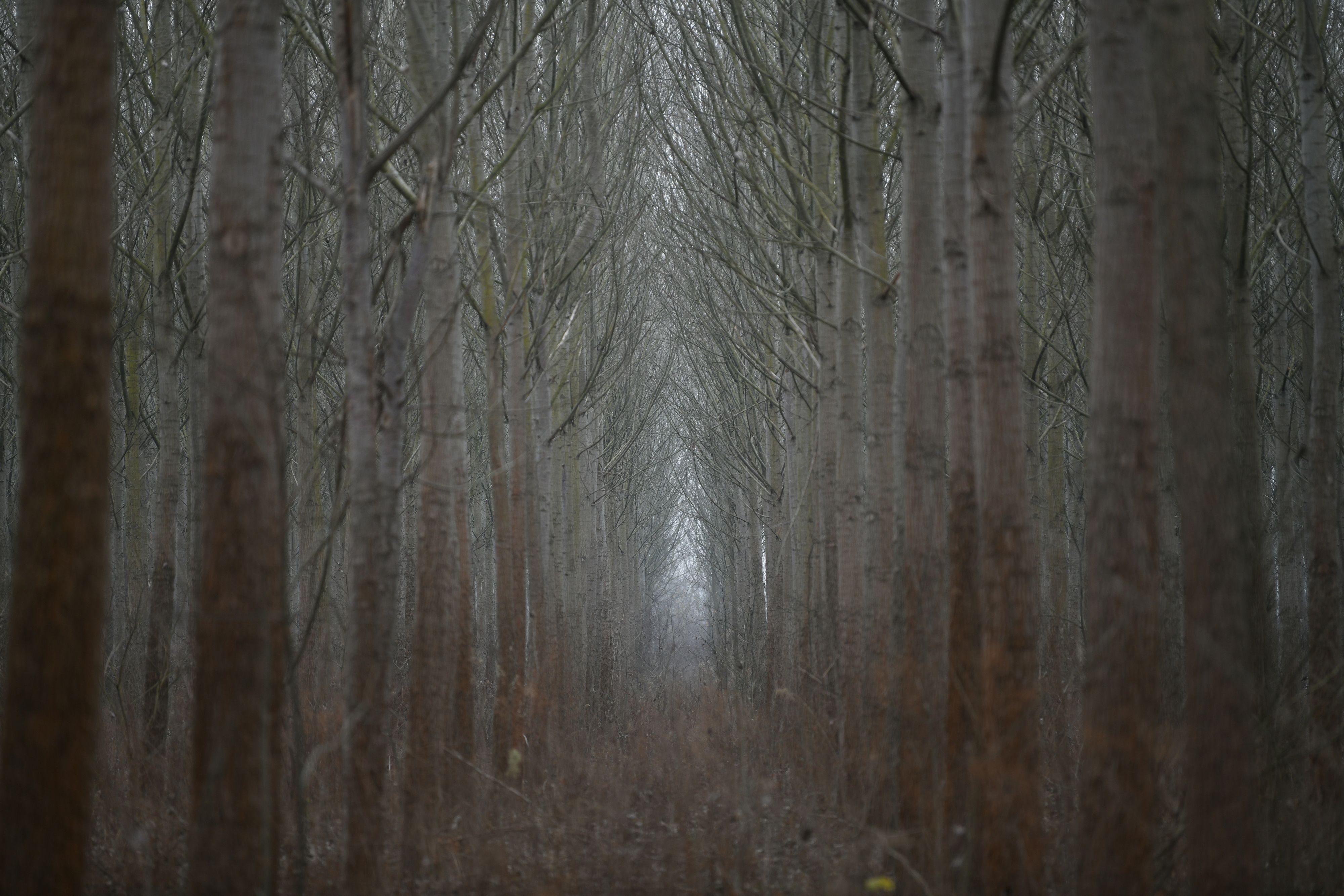 Kupinovo 16.12.2020. Šuma, šume, pečurke, tartufi Foto: Filip Krainčanić/Nova.rs
