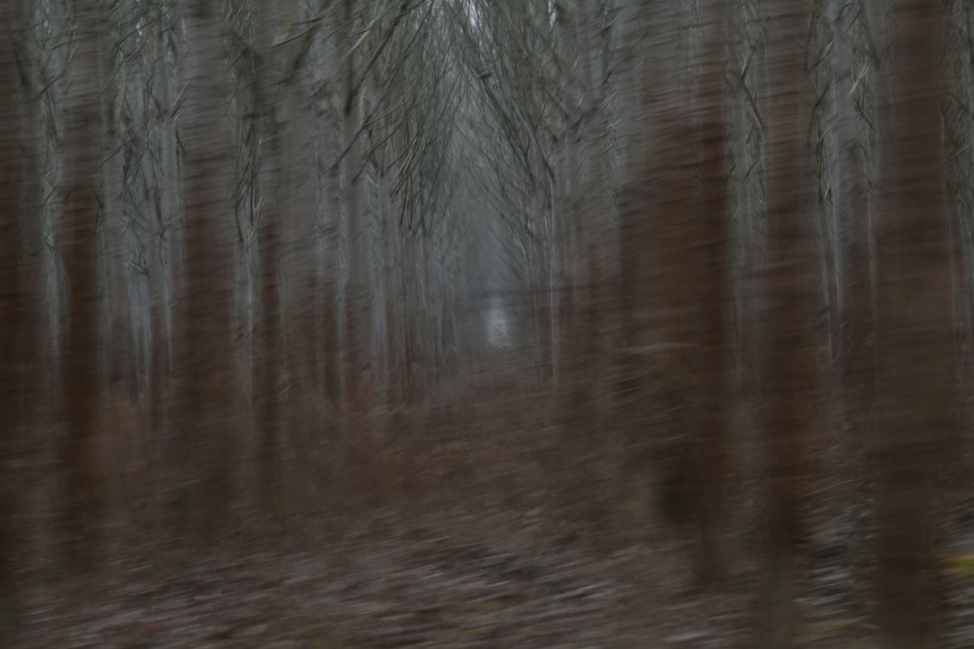 Kupinovo 16.12.2020. Šuma, šume, pečurke, tartufi Foto: Filip Krainčanić/Nova.rs