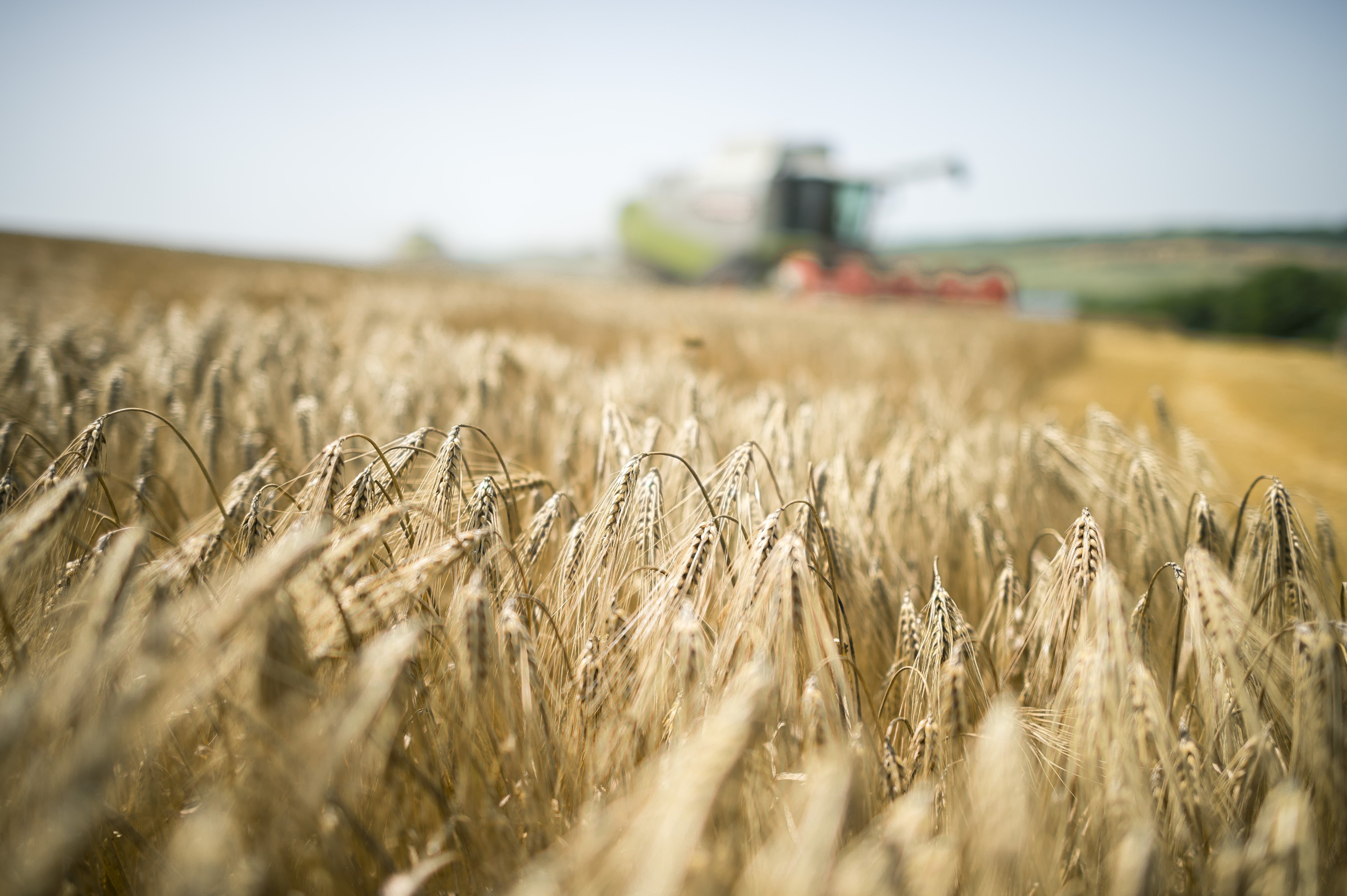 Wheat harvest in Hungary