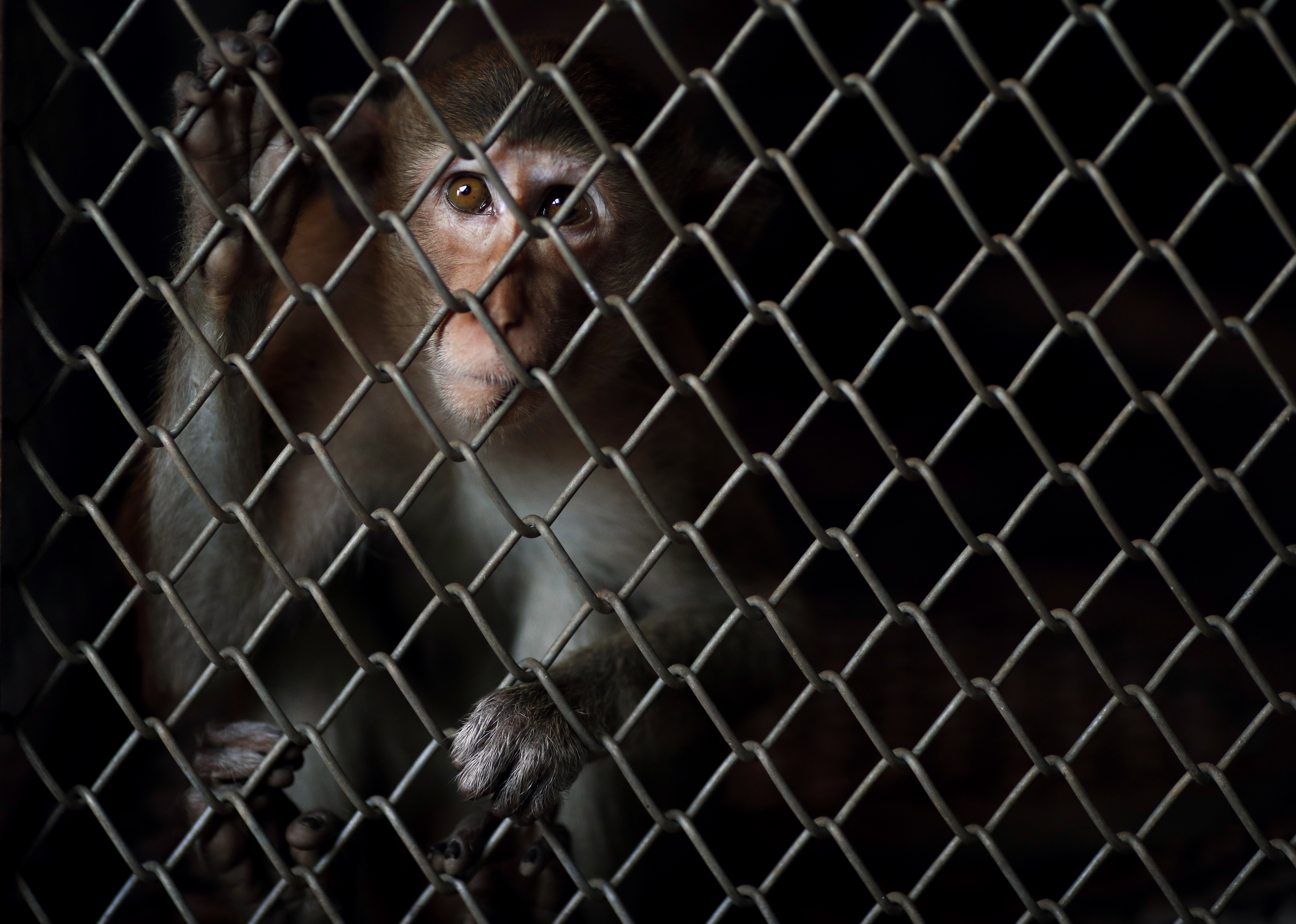 Capturing and sterilizing of monkeys in Lopburi.