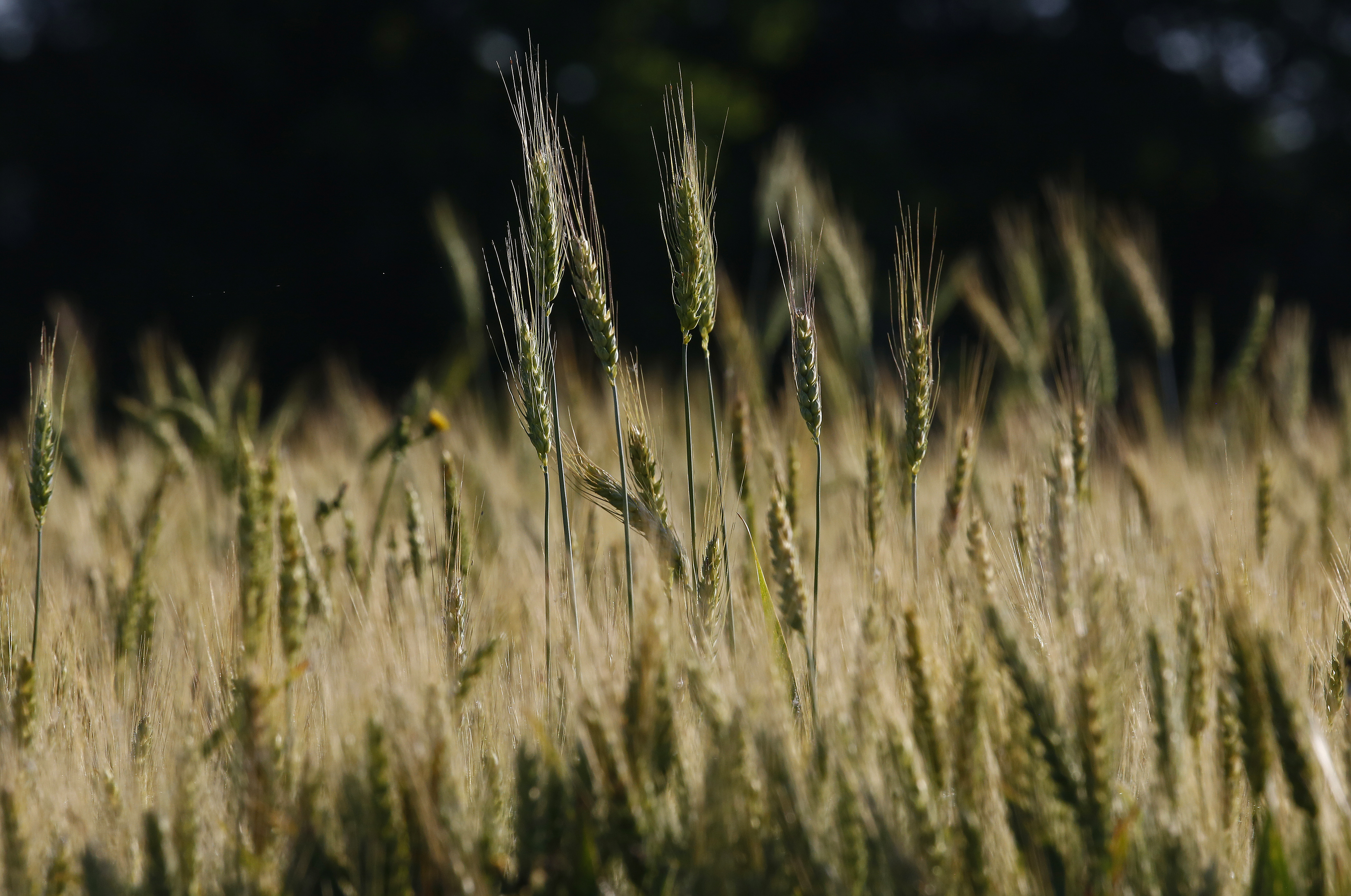 epa07570195 A large crop of wheat grows in a field near Bailey, Texas, 14 May 2019. Farm crops have been getting a lot of rain causing farmers trouble.  EPA-EFE/LARRY W. SMITH
