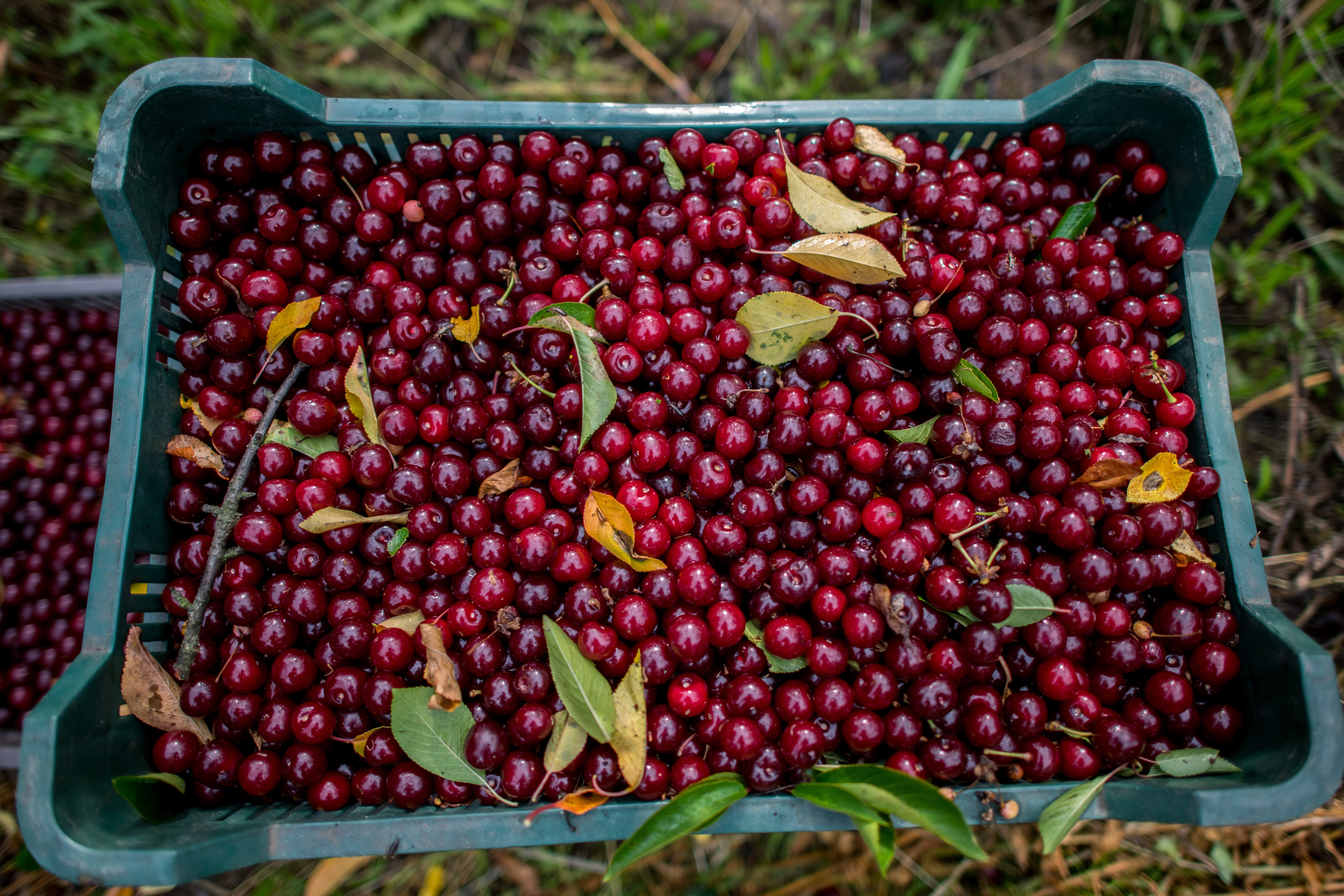 epa08486511 Freshly picked sour cherry is seen in a box in an orchard in Palkonya, Hungary, 15 June 2020.  EPA-EFE/Tamas Soki HUNGARY OUT