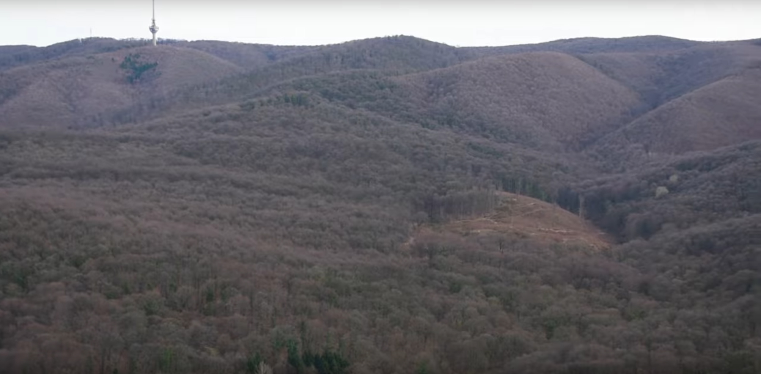 Fruška gora, masovna seča šuma, posečena stabla, trupci Foto: Printscreen YouTube/ NOVA S