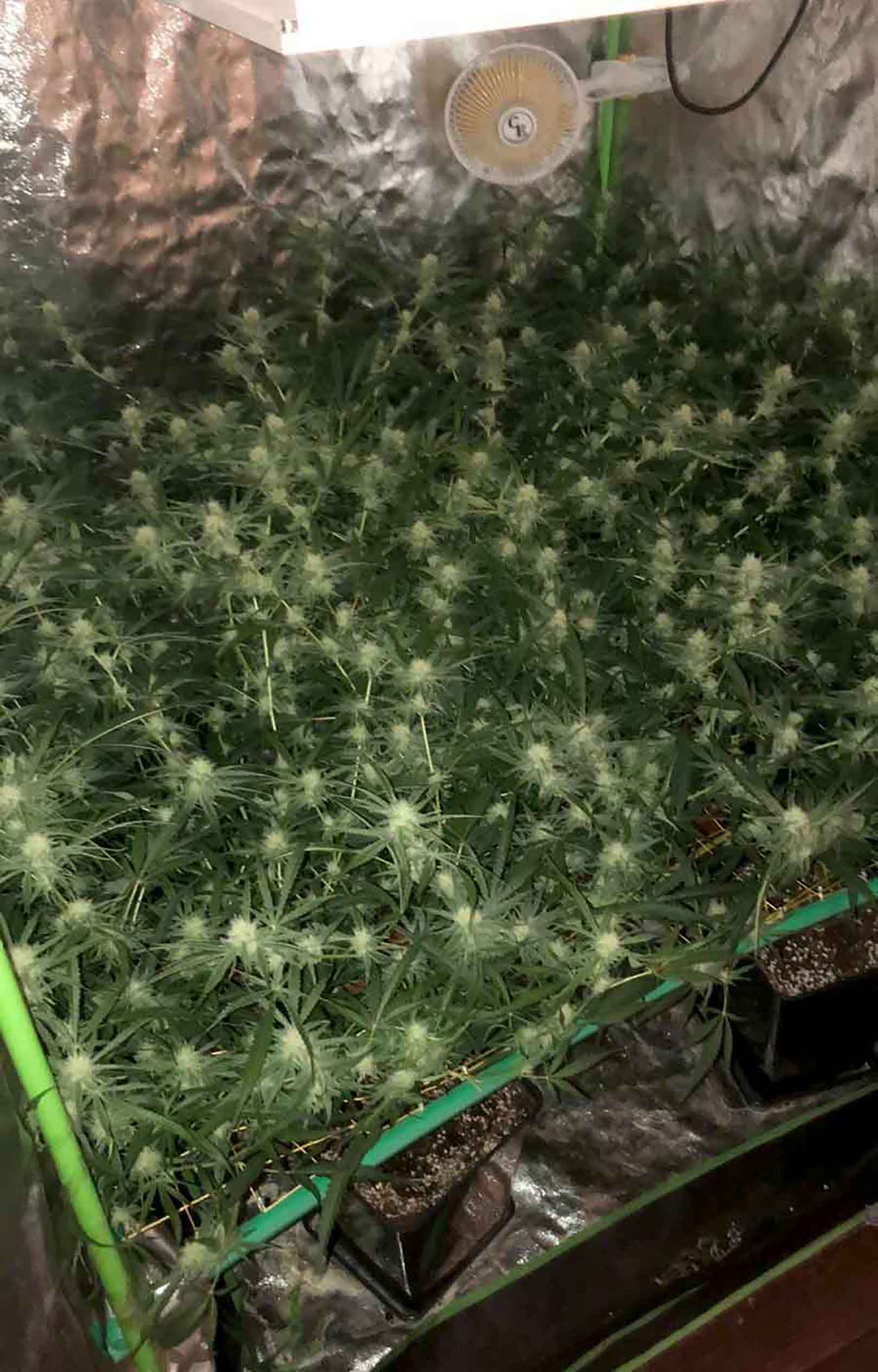 Saopstenje Mup marihuana hapsenje